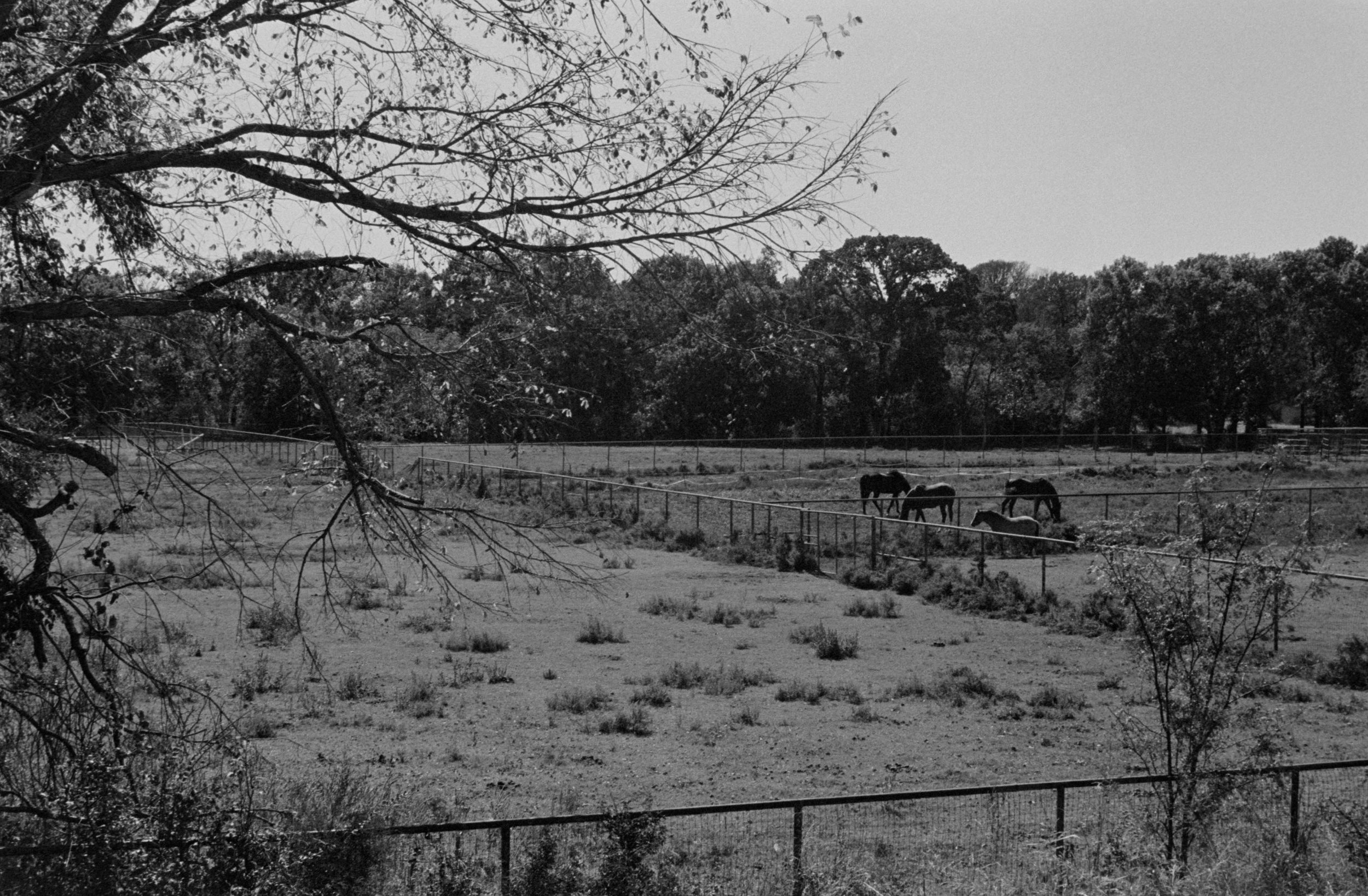 Theo Johnson_Aubrey Ranch_2025.jpg