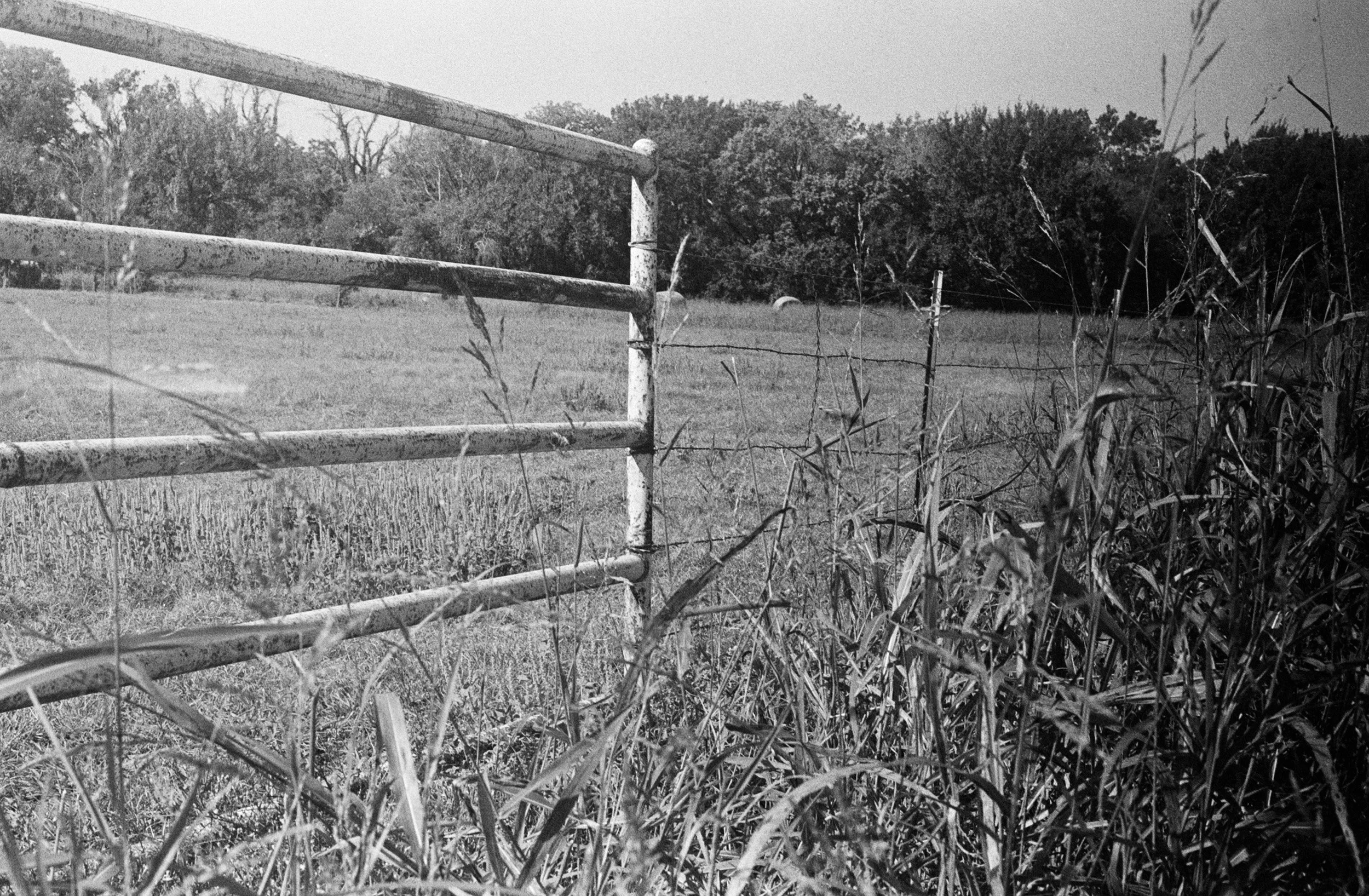 Theo-Johnson-Elm Fork #1, 2025.jpg