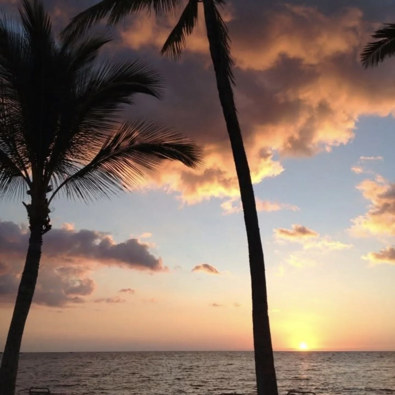 palm tree2.jpg