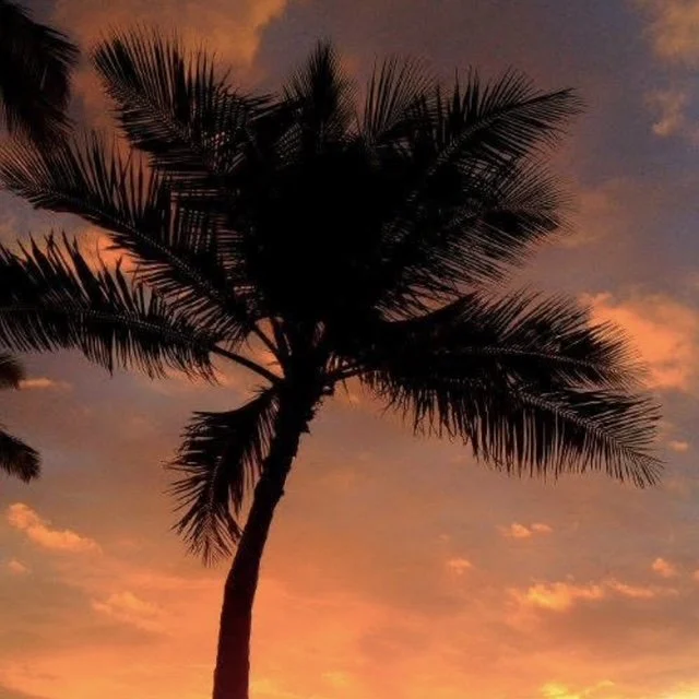 palm tree 1.JPG