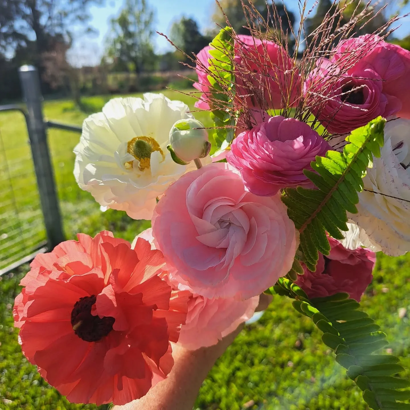 Ranunculus blooms are here 🥰
#fortheloveofflowers #flowersmakemehappy #flowerfarmer
