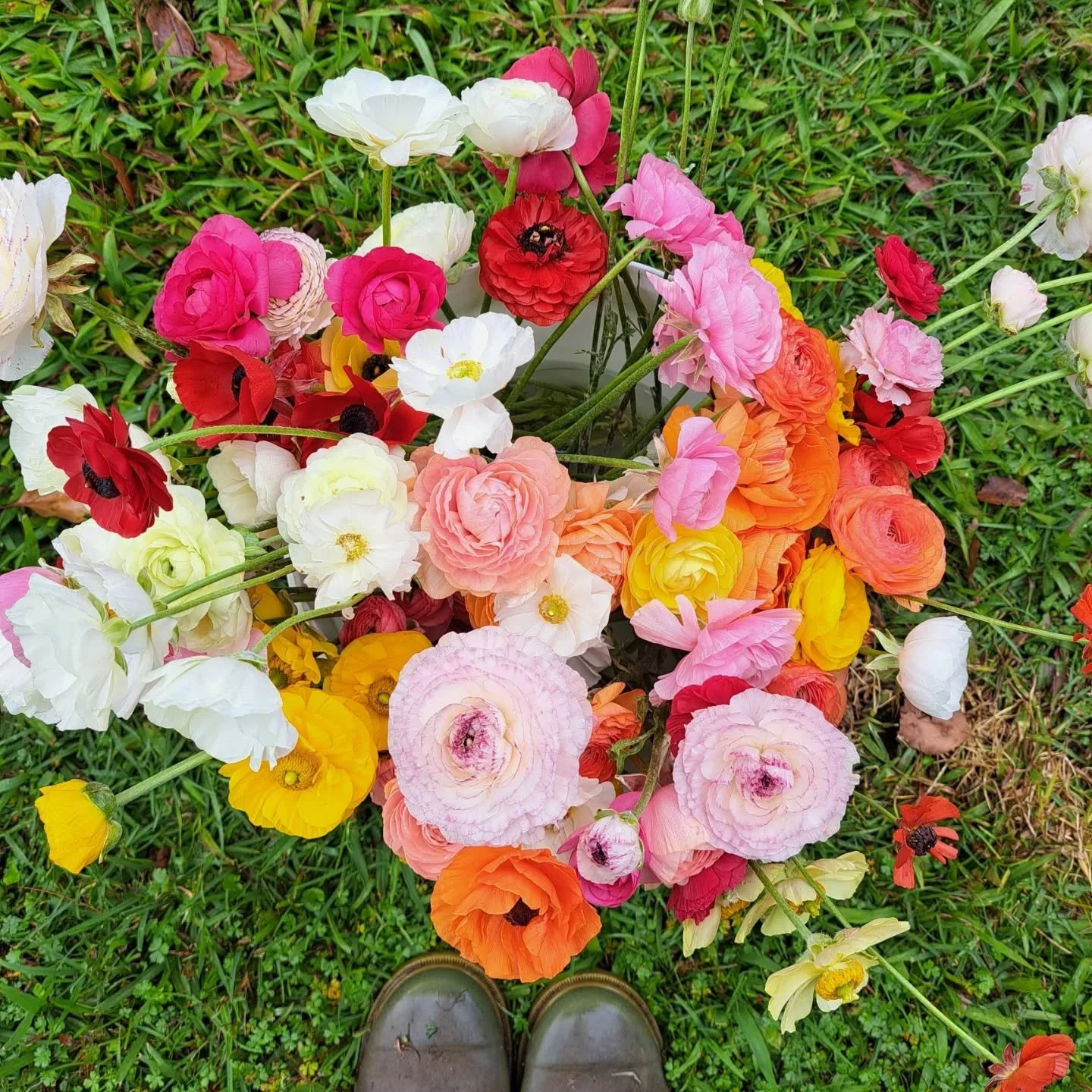 Bright, happy, garden fresh ranunculus.  Grab a bunch this weekend from the flower cart. 
#fortheloveofflowers #freshflowers #flowerfarmaustralia