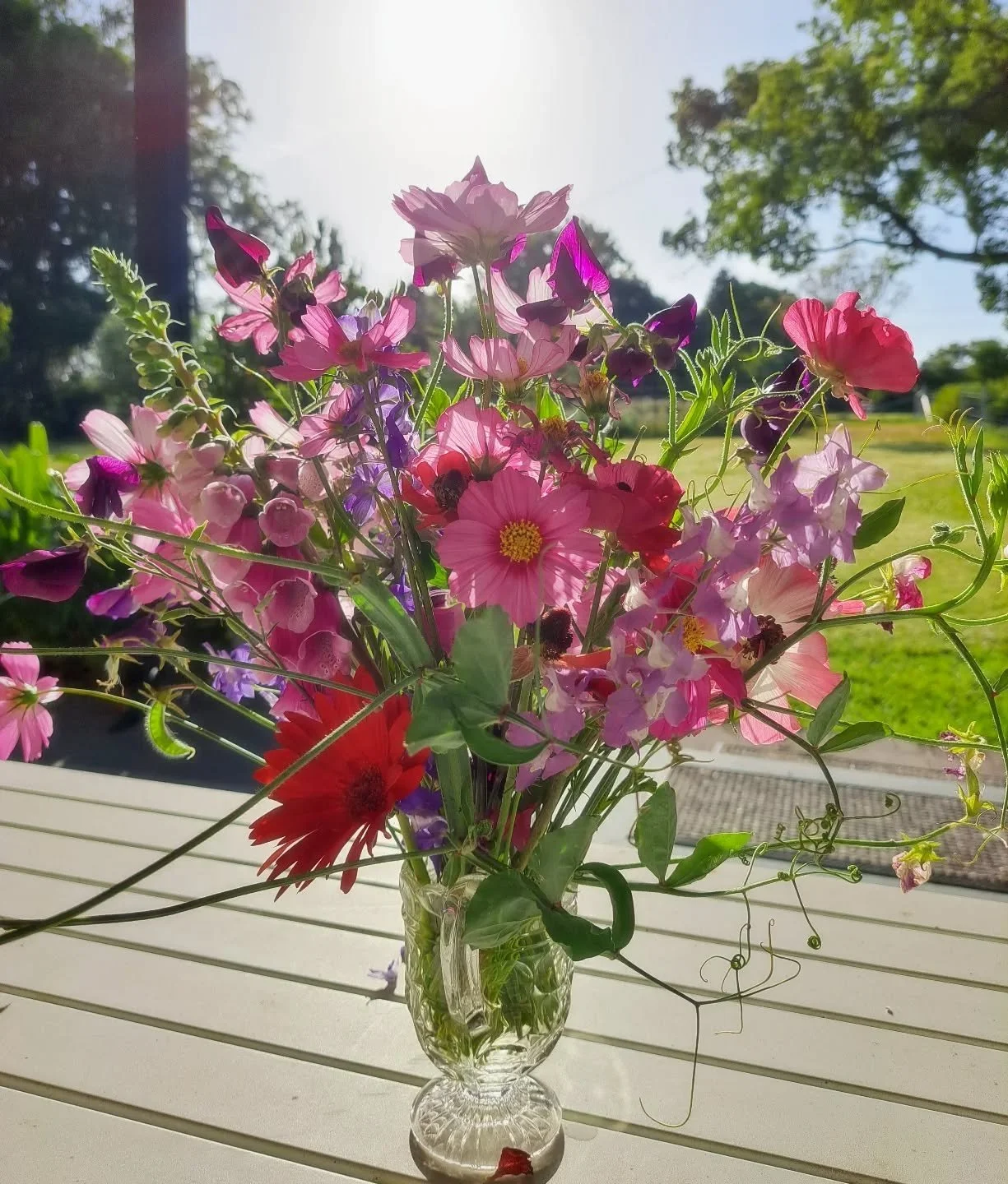 The cosmos are blooming. Pretty little things.
#flowers #fortheloveofflowers #flowerfarmaustralia