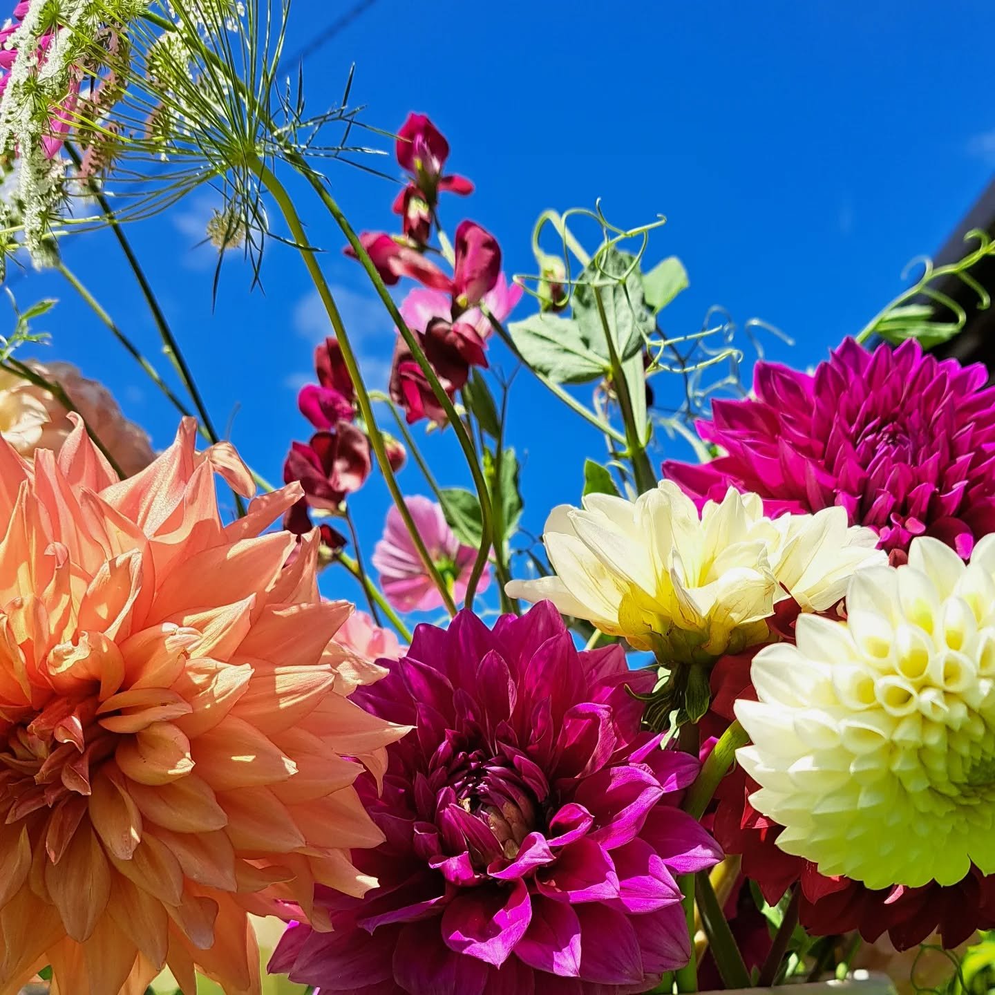 The dahlias are coming. I'm excited...
#fortheloveofflowers #flowers #flowerfarmaustralia