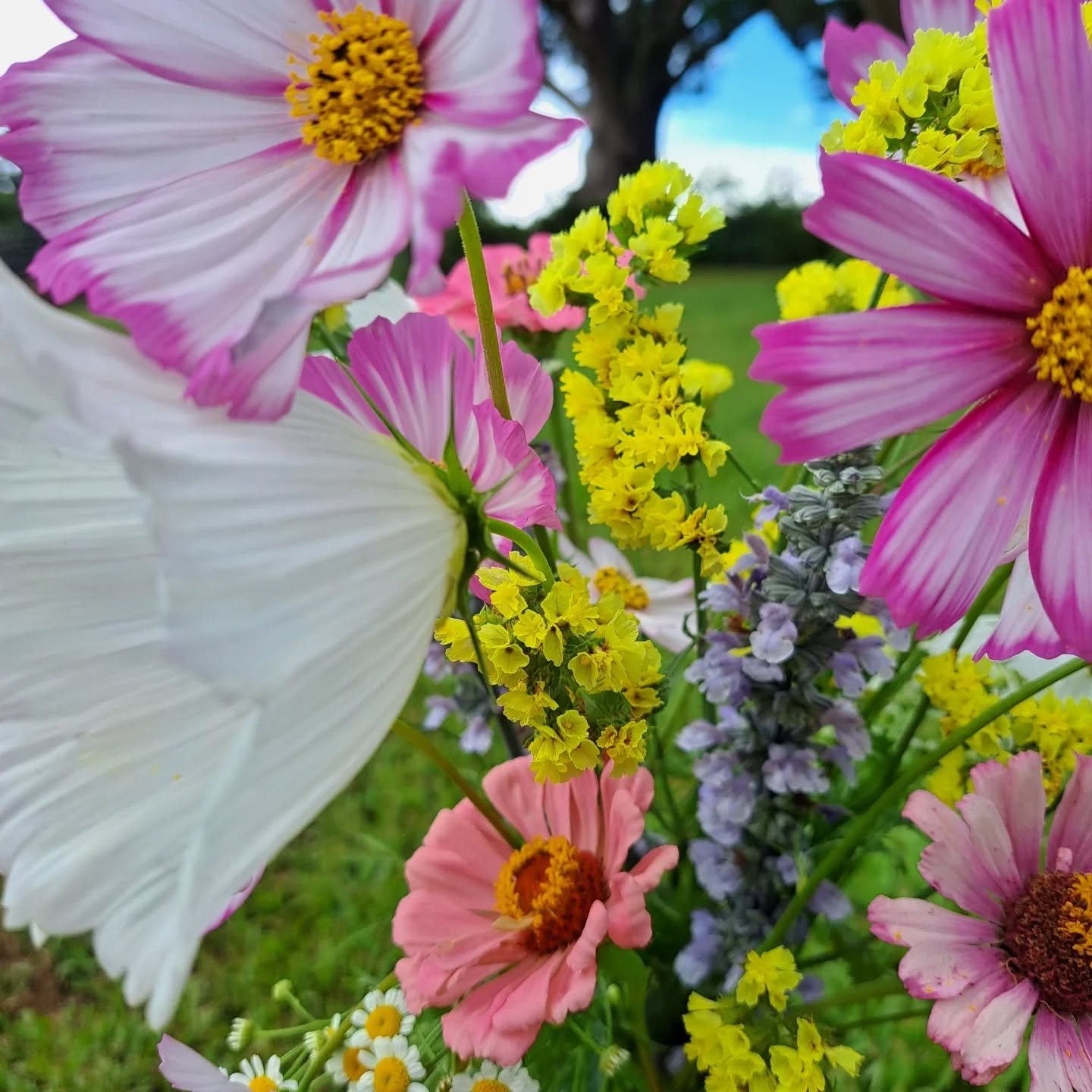 Pretty as a bunch of cosmos
#fortheloveofflowers #petalnvineflowers #freshflowers
