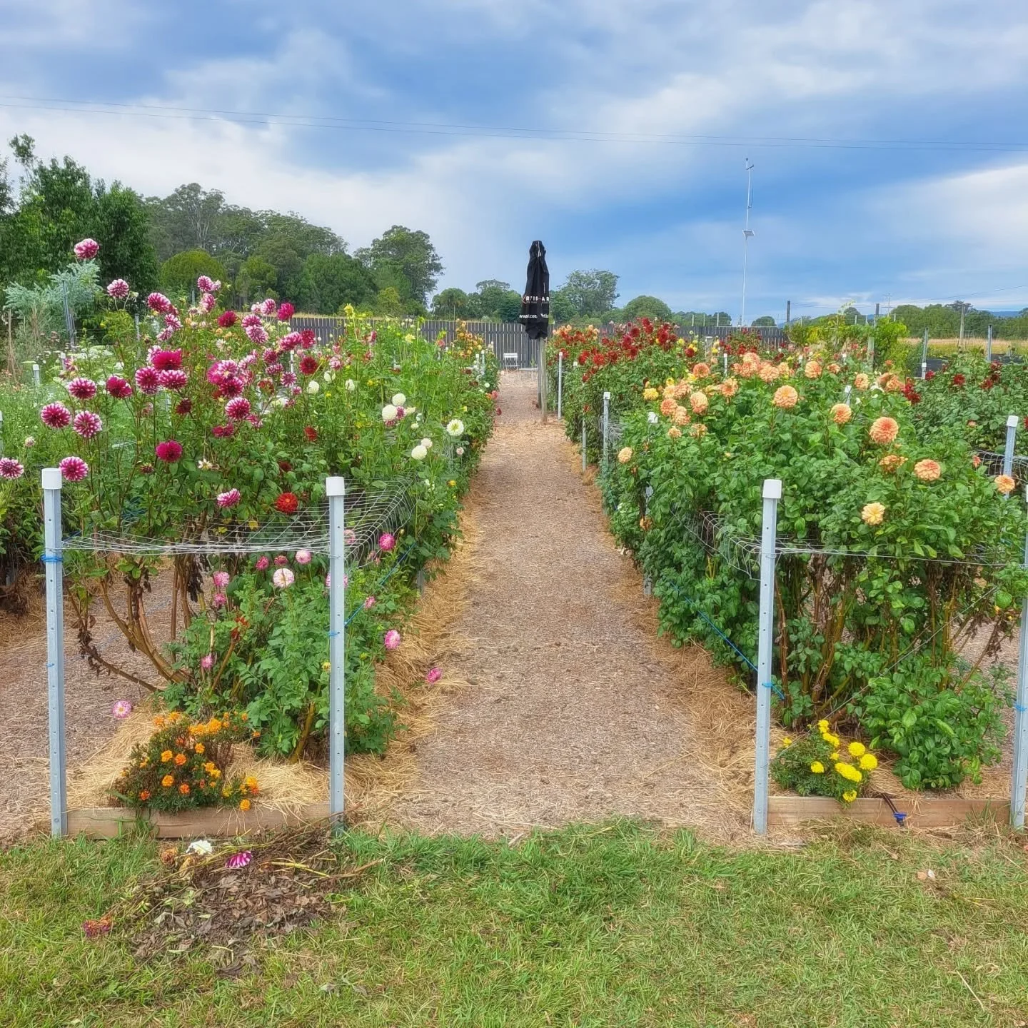 A huge Thank You !!! To everyone who made our first season so special and meaningful 💕 ❤️ 💖. 
The flower cart and flower picking event's are now closed until spring. 
We have exciting things happening in spring !!!
See you then. 
David, Jodi and Po