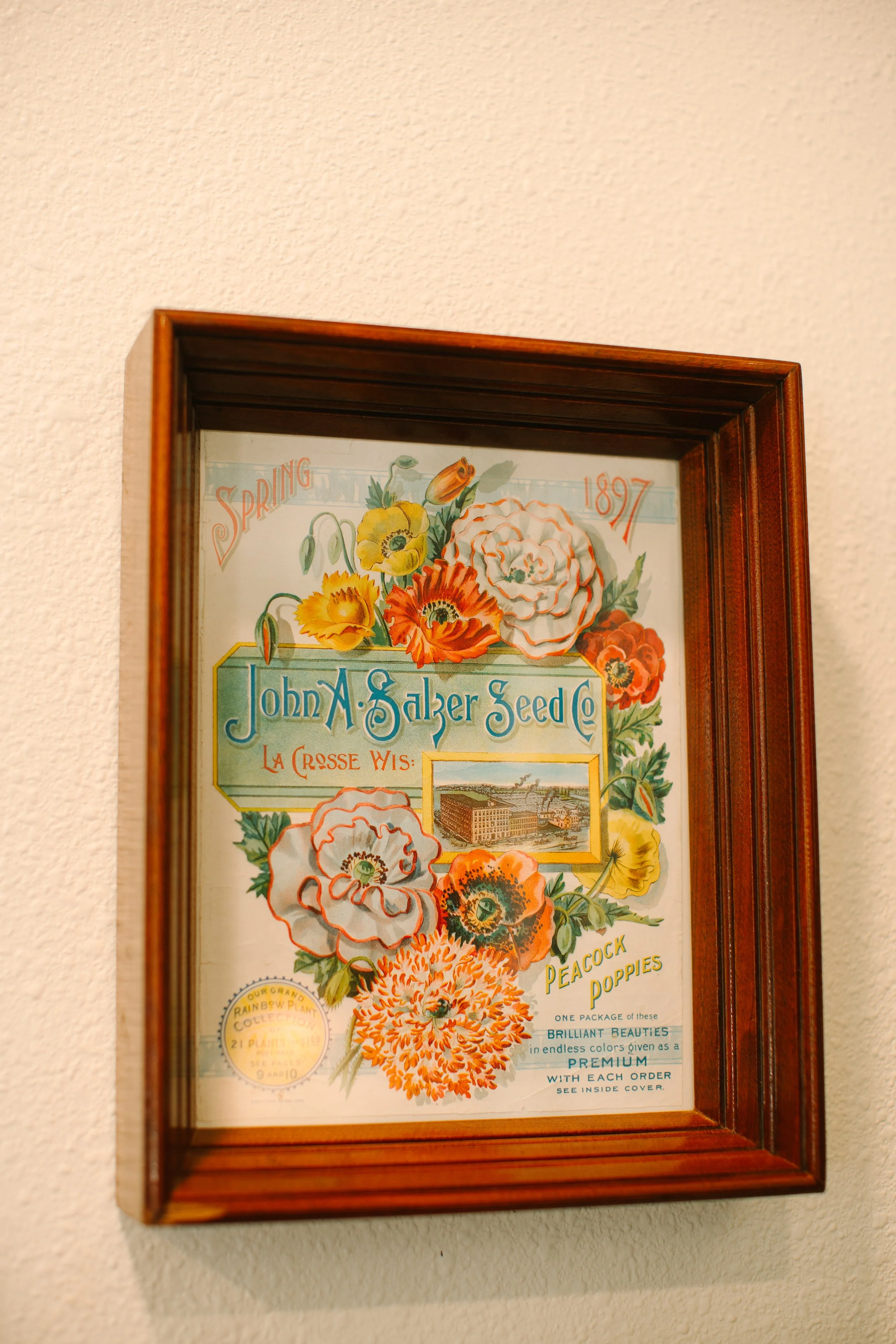 Framed vintage advertisement for John A. Salzer Seed Co., featuring colorful poppy illustrations and an image of the company's factory, with text about peacock poppies and spring 1897.