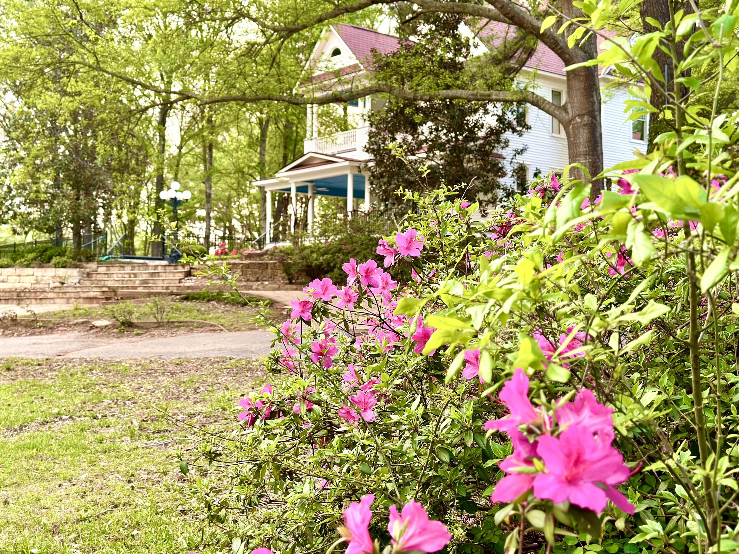 Pink flowers in the foreground on a green bush, with an old house with white siding and a purple roof in the background, surrounded by trees and a garden path.