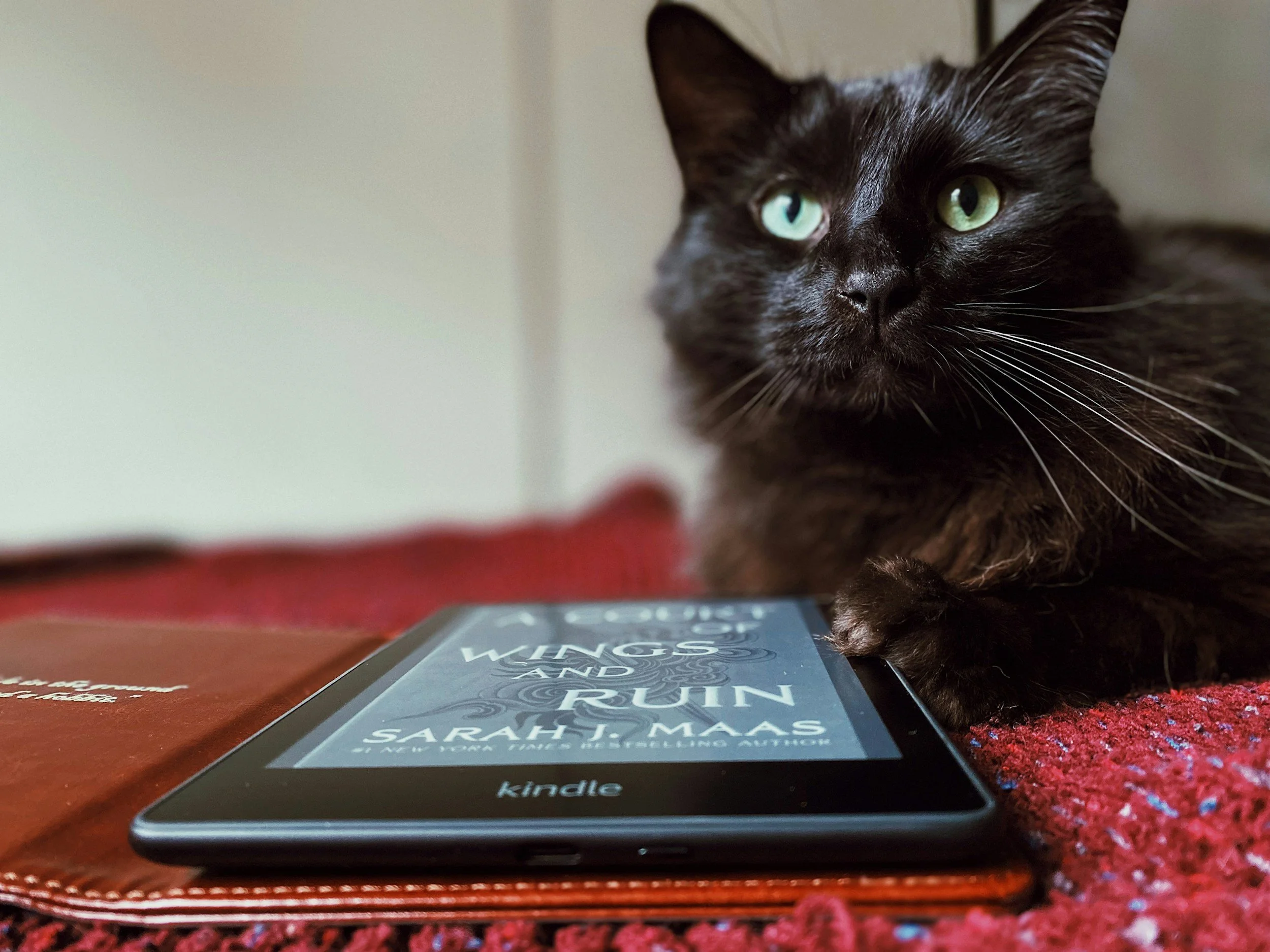 International Cat Day!