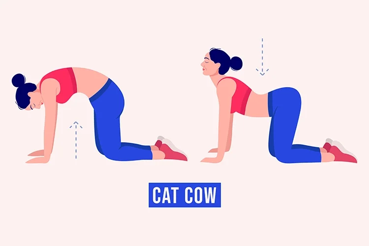 A step-by-step illustration of a woman performing the Cat-Cow stretch. It shows the transition between arching and rounding the back to enhance spinal mobility and relieve tension after sleep.
