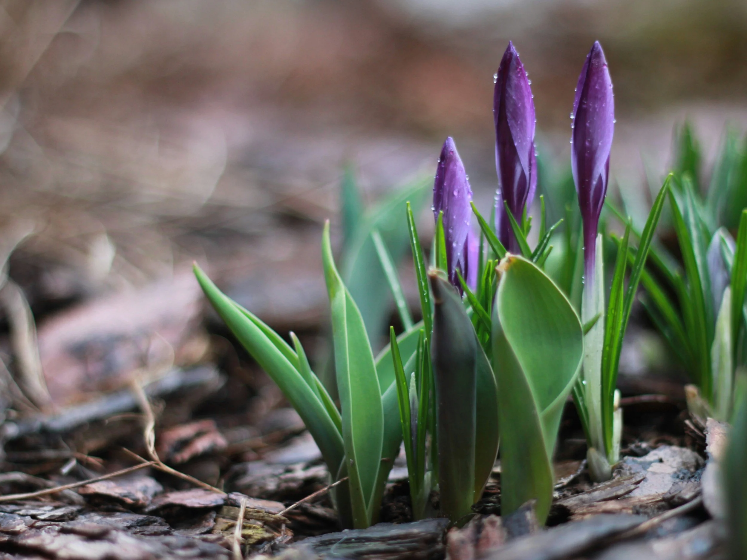 Menopause and the Chinese Medicine Concept of the Second Spring