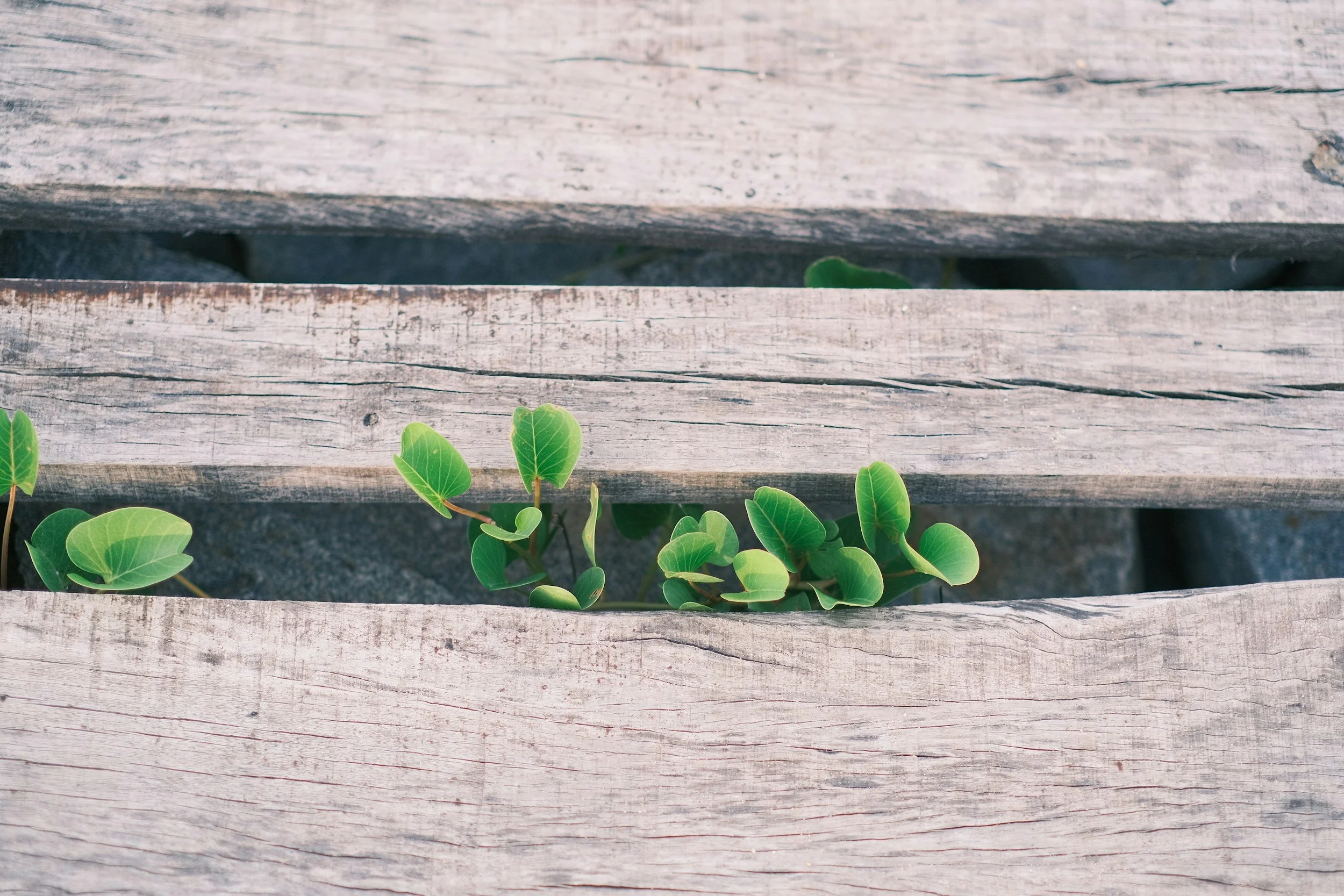 Chronic Illness and the Sensitive Nervous System: When Your Symptoms Don't Fit Neatly Into a Box