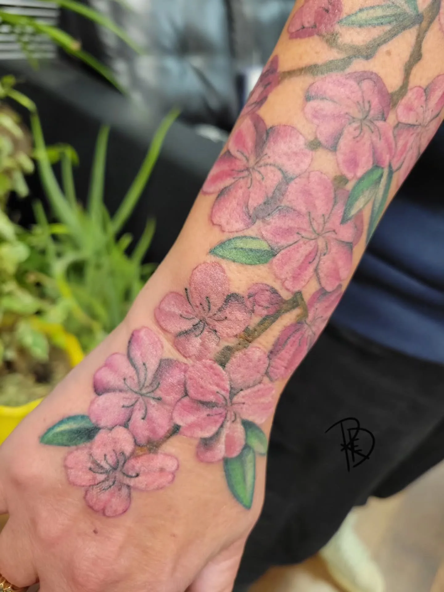 🌸 Cherry Blossoms 🌸

Love colour! Thank you for sitting so well for the session! Always a joy &hearts;️

#inkedgirls #cherryblossom #tattooedgirls