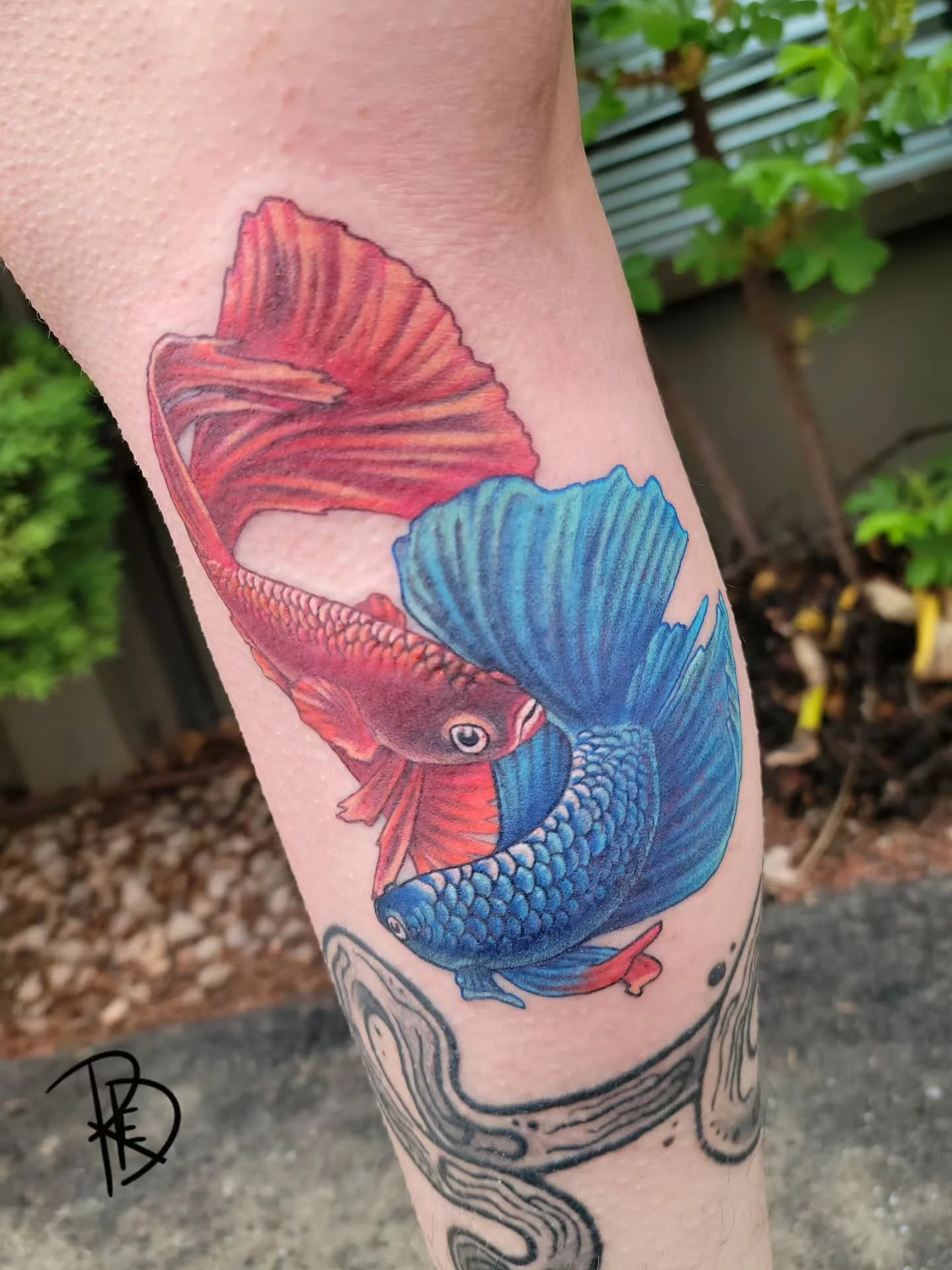 🌹Betta!🌹

Client's pet better Flarefin and Midnight! I love pet portrait &hearts;️&hearts;️&hearts;️

Thank you for the trust! You sat so well!

#tattooed #betta #bettafish