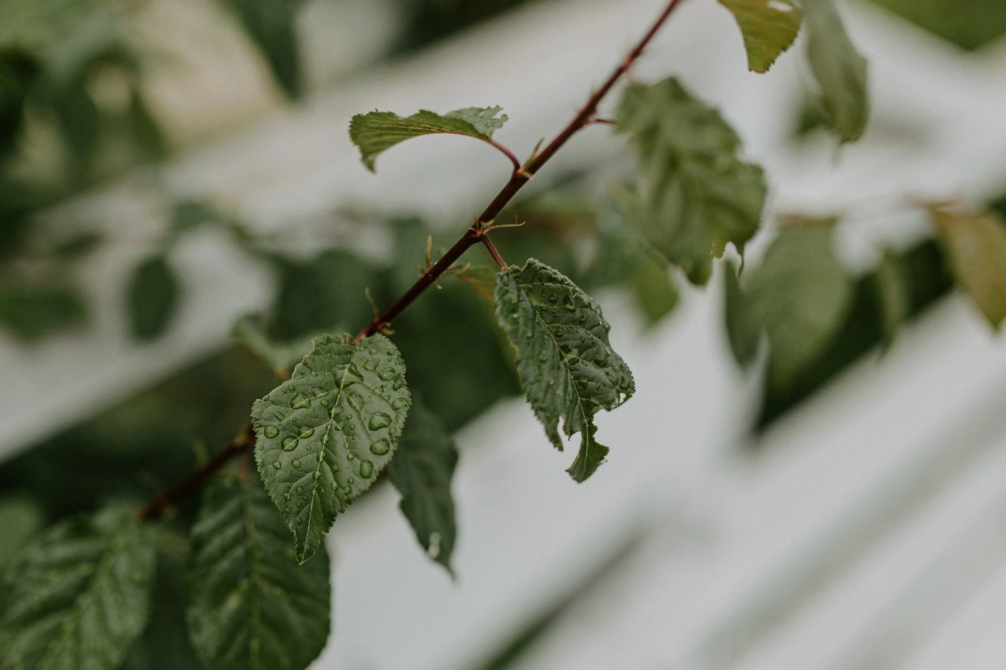 Сватбена фотография Бургас 01.jpg