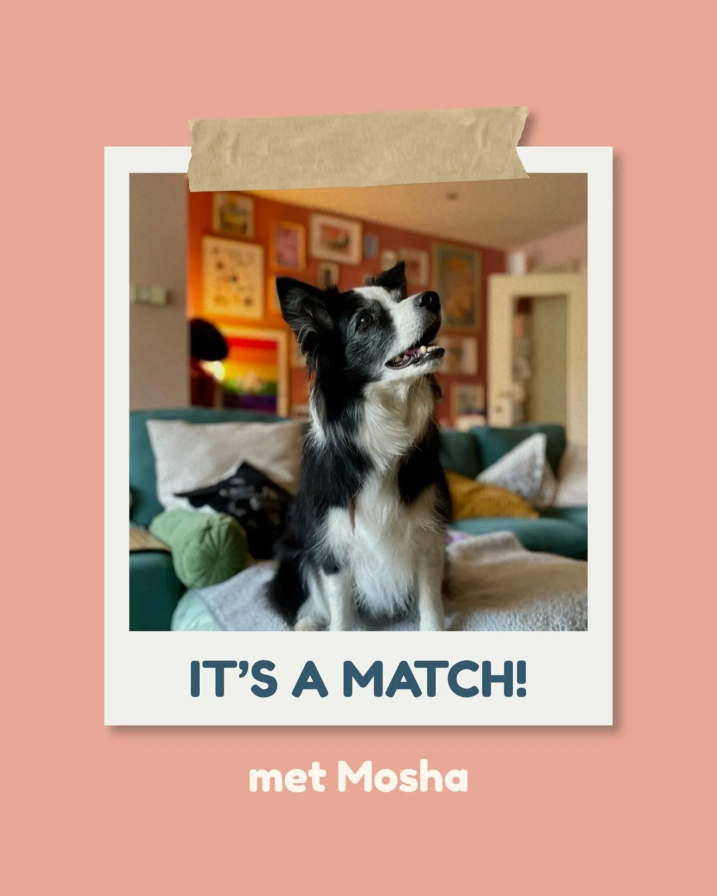 ✨ It&rsquo;s a Match! ✨

Onze allereerste match via het It&rsquo;s a Match-traject is een feit!

Loranne en Rene kwamen in augustus bij ons aankloppen, op zoek naar een nieuwe huisgenoot. Samen doken we in hun verwachtingen, voorkeuren en wat ze &eac