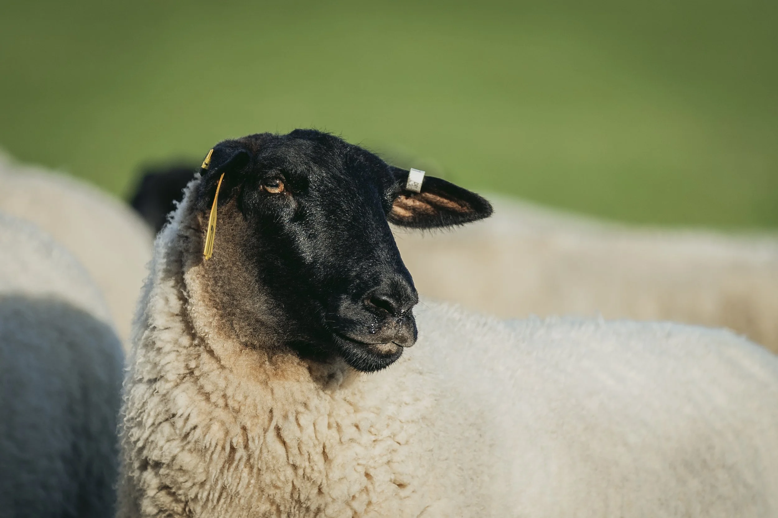Close-up of a suffolk sheep  standing outdoors with a blurred green background.