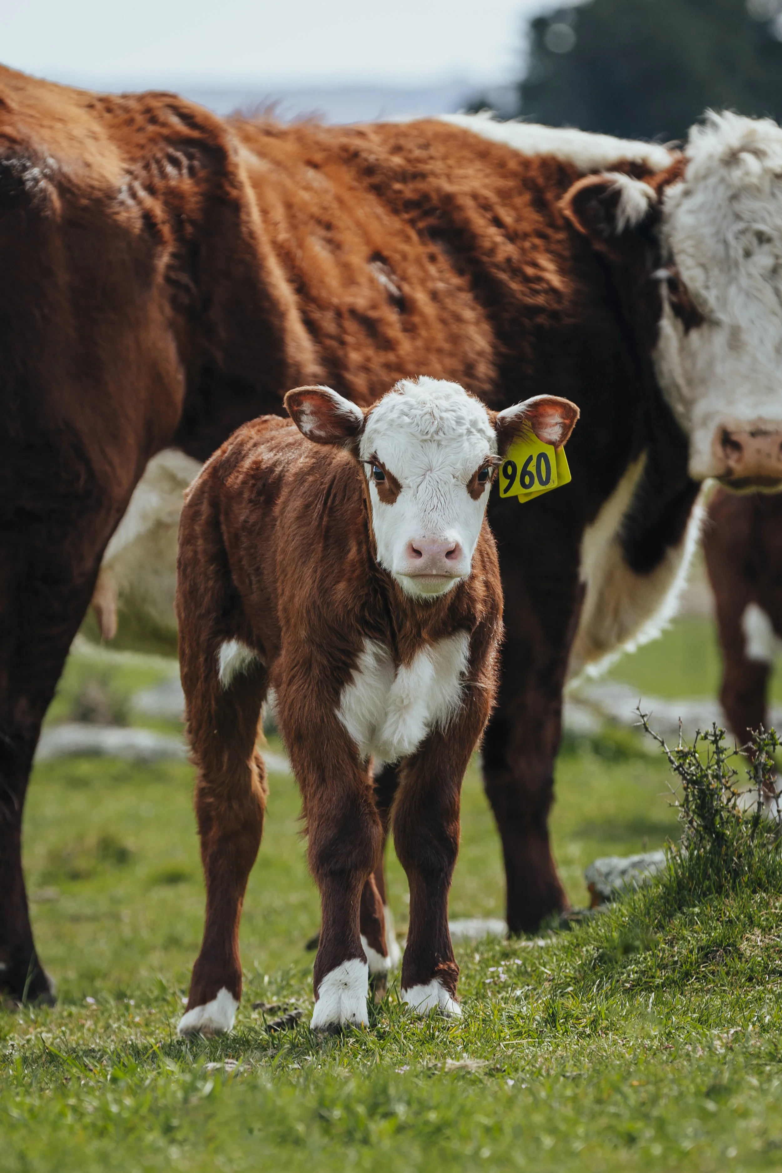 A hereford brown and white calf standing on green grass in front of adult cows, with a yellow ear tag marked '960' on the calf's left ear.