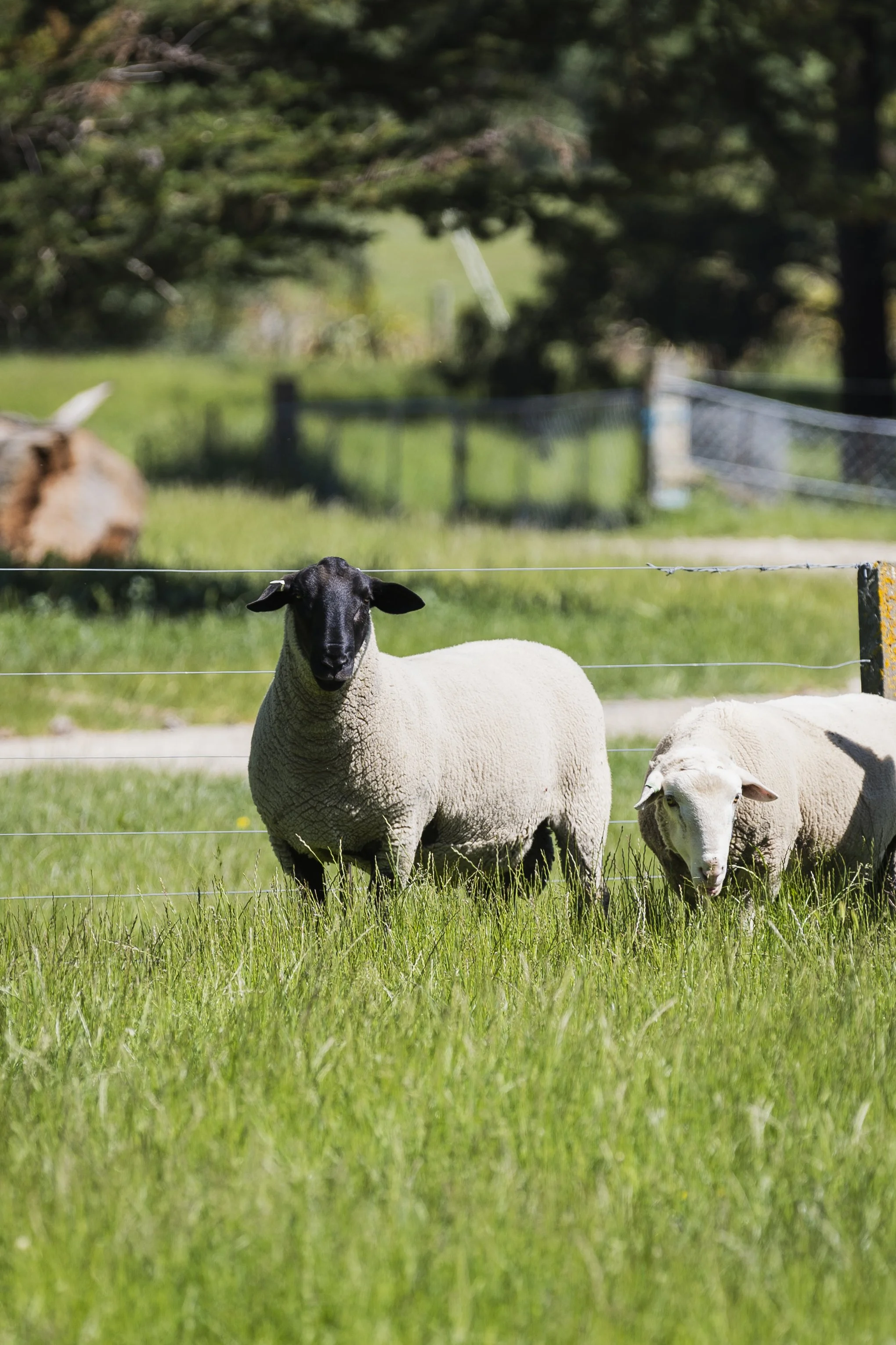 A suffolk sheep and a white sheep grazing on green grass in a pasture, with a fence and trees in the background.
