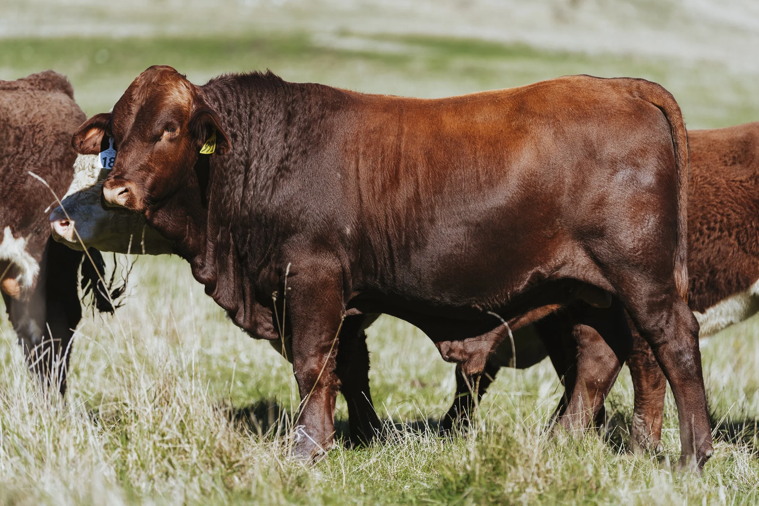 A SANTA GERTRUDIS bull grazing in a grassy field