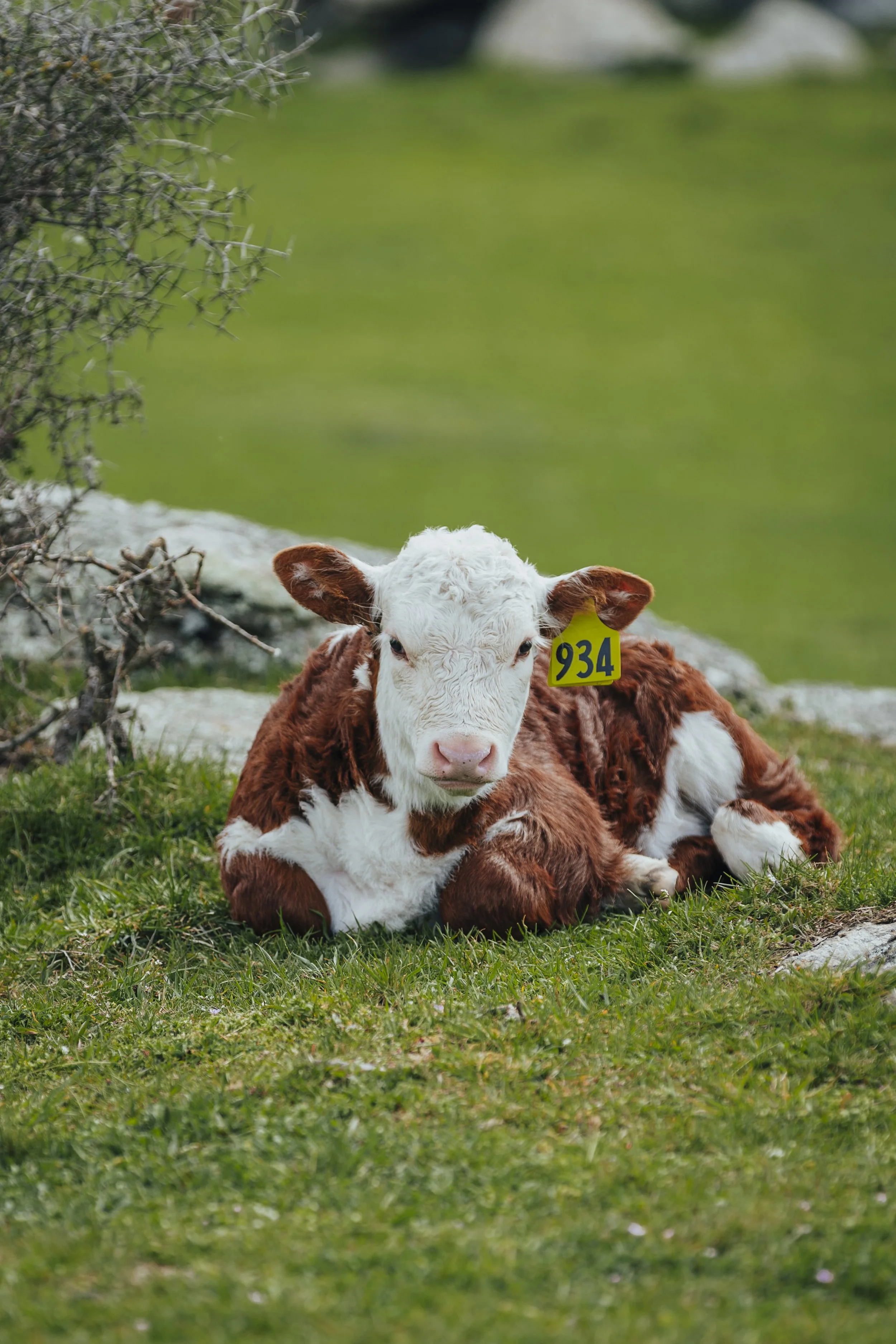 A calf hereford with white and brown lying on grass near rocks and shrubbery, with a yellow ear tag numbered 934 and a green blurred background.