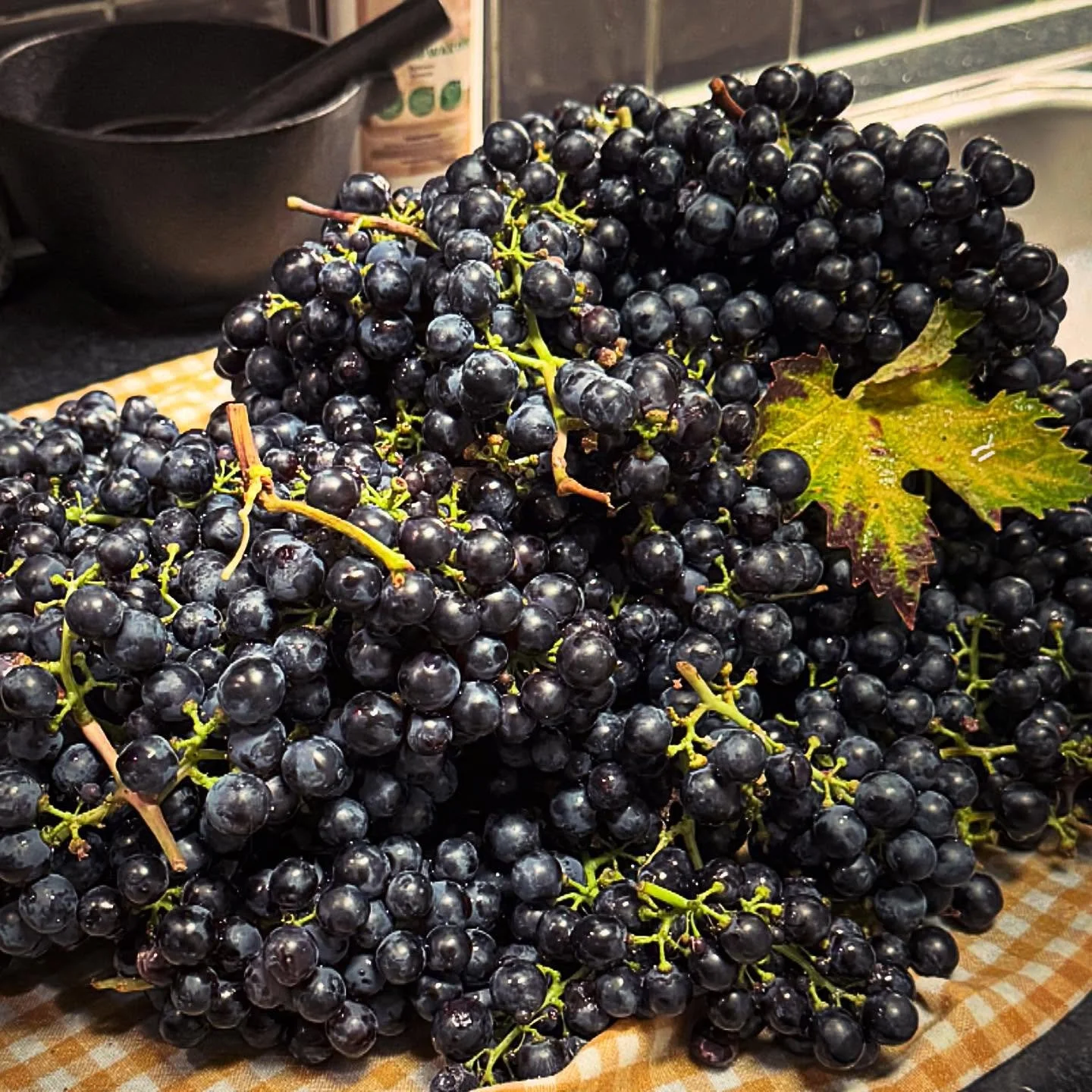 The first of the Chateau Strega grapes were gifted to Lyran 😍🍇
See you soon at #julhyllansmikromarknad 🎄
#lyranmatbar