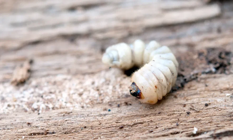 Close-up of a white grub larva on weathered wooden surface.