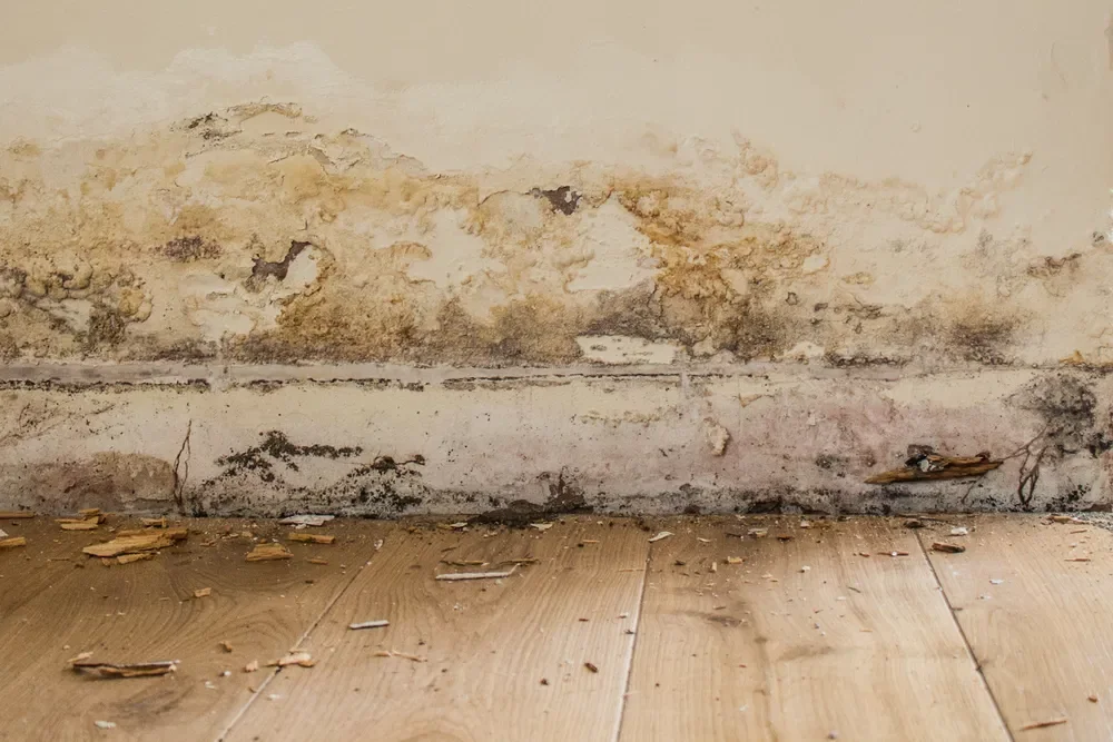 Wall with mold and water damage near the floor, with peeling paint and debris on wooden floor.