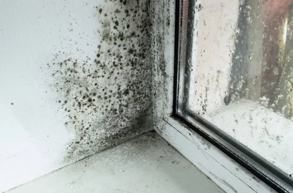 Black mold on the corner of a white windowsill and wall inside a building, with some dirt and buildup on the glass window.