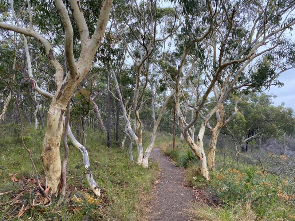 A dirt path winding through a grove of eucalyptus trees in a forest setting, surrounded by green grass and foliage.