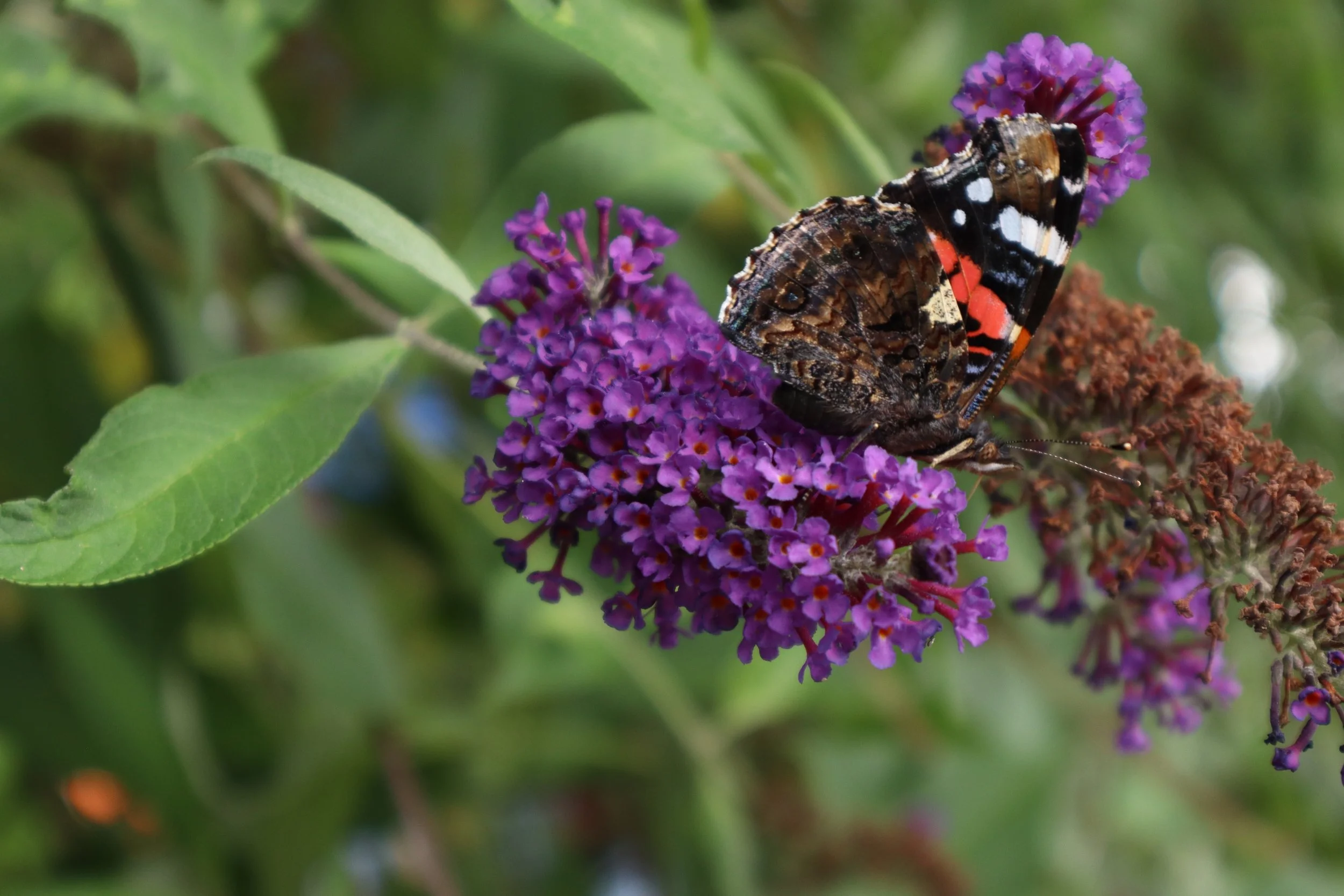 Butterfly on a cone flower.
