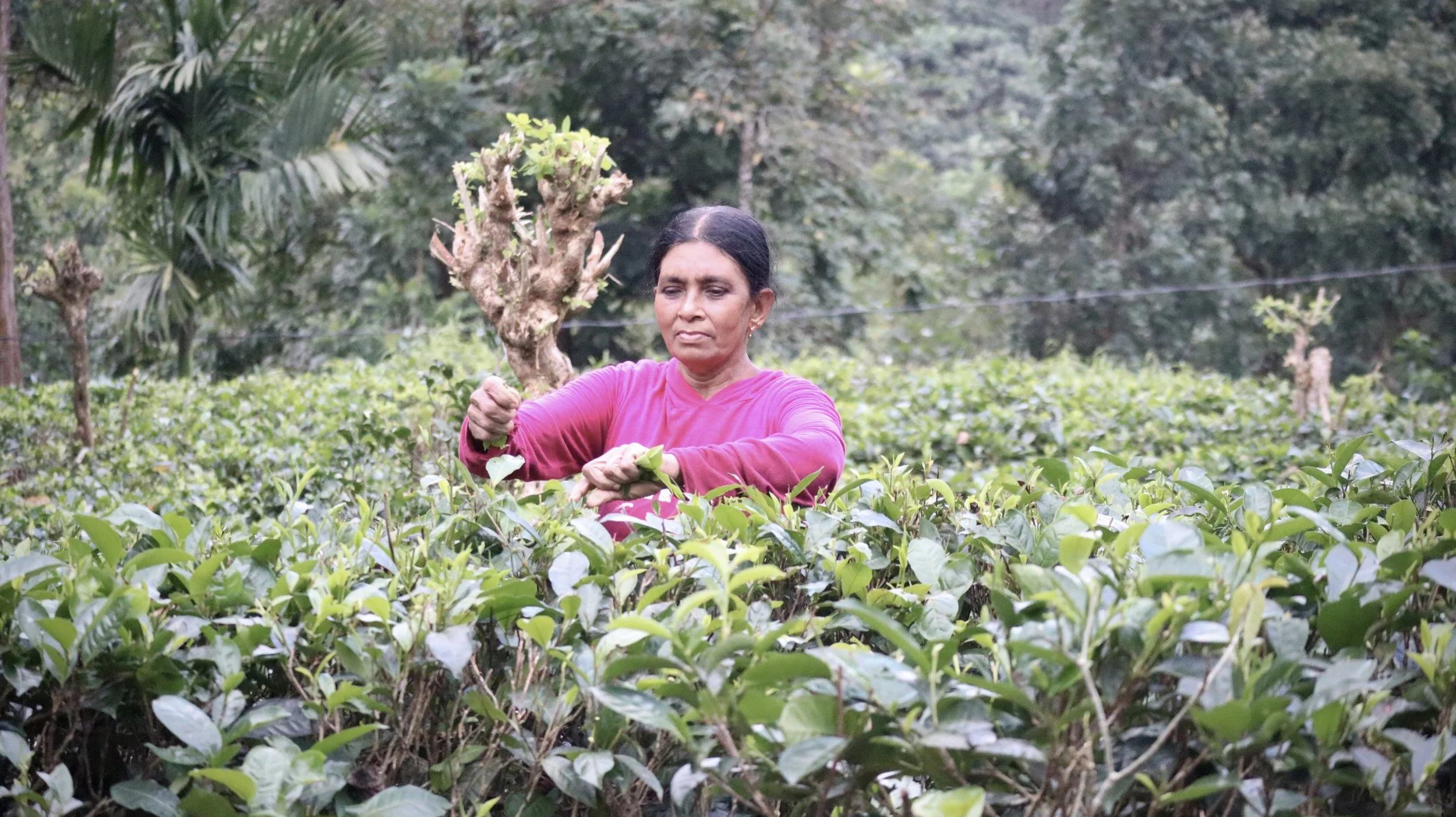 A woman in a pink long-sleeve shirt is harvesting tea leaves in a lush green tea plantation.