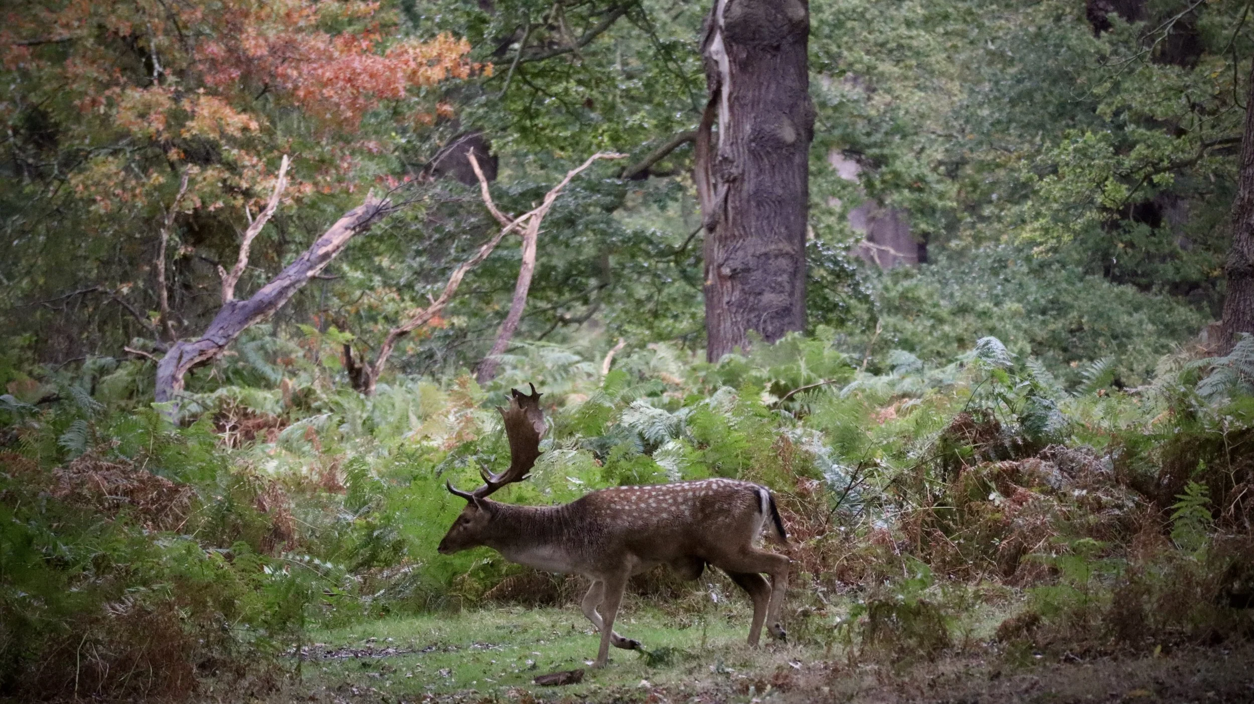 A deer with large antlers walking through a forest with lush green foliage, trees, and ferns.