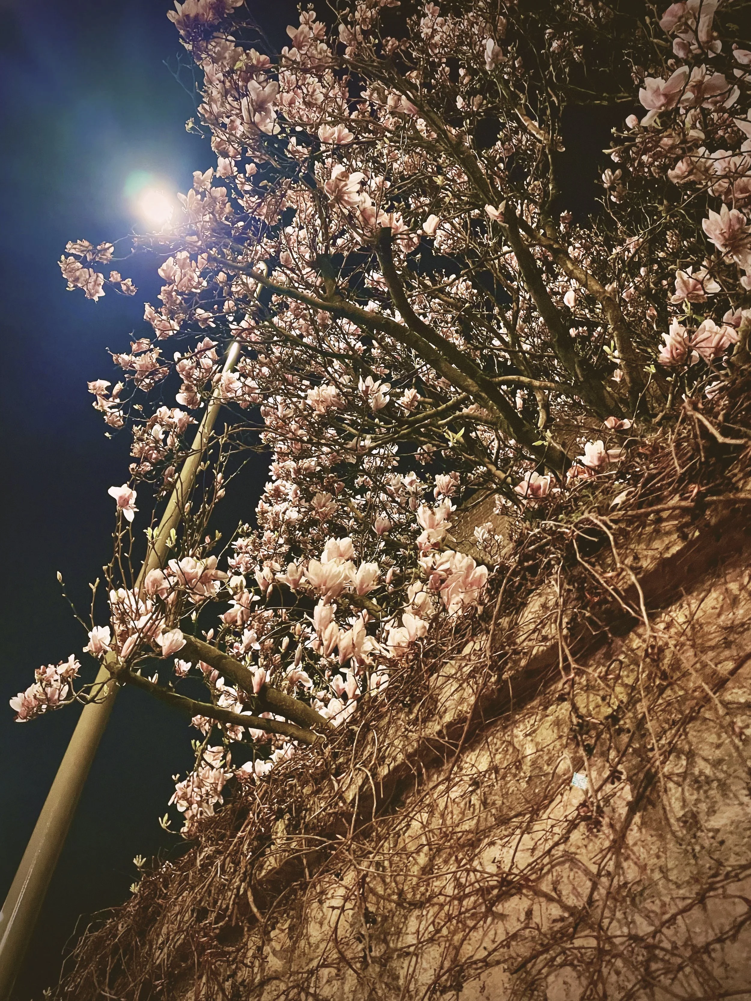Spring Night