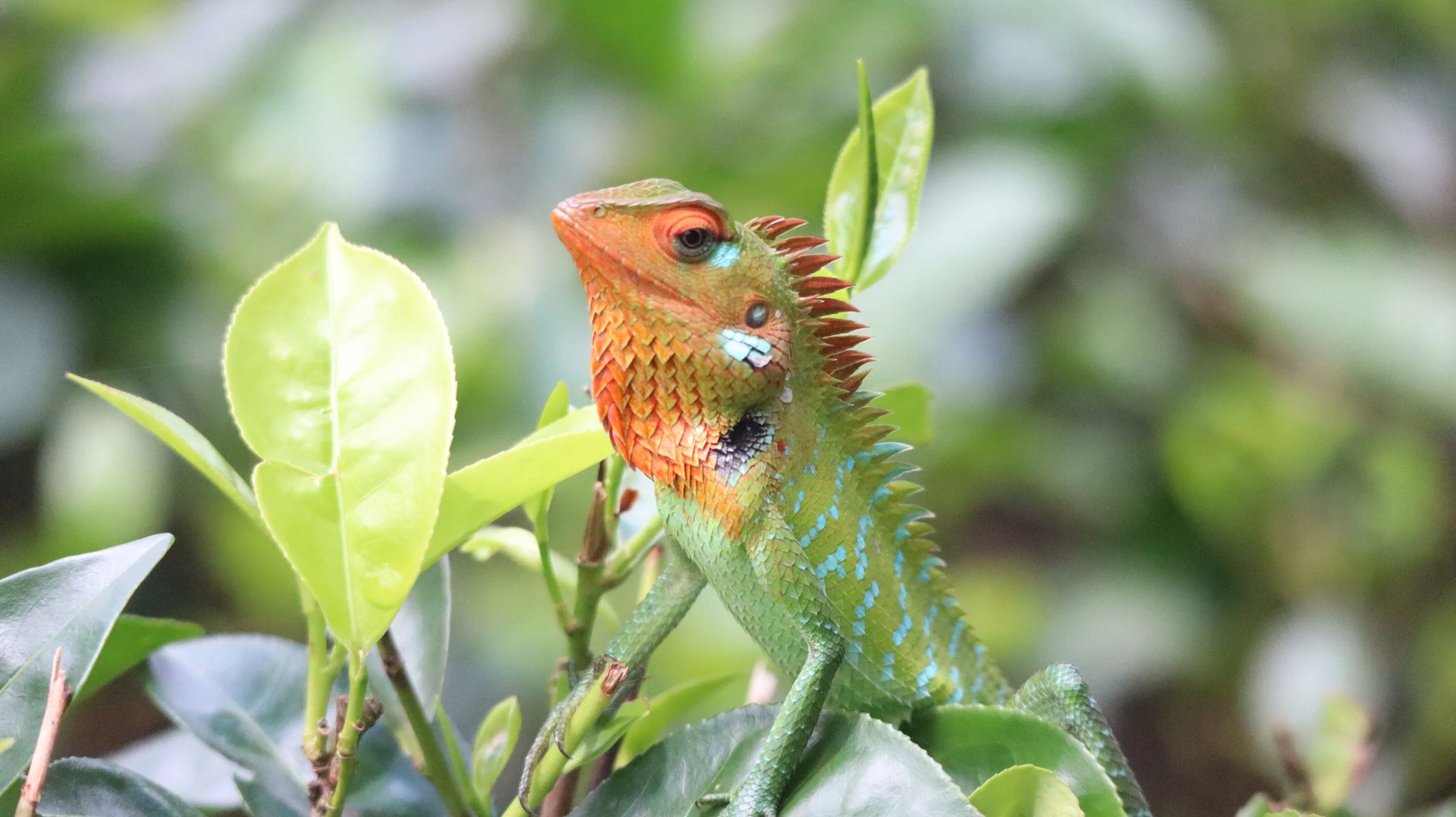 Colorful chameleon with spiked skin on a leafy branch.
