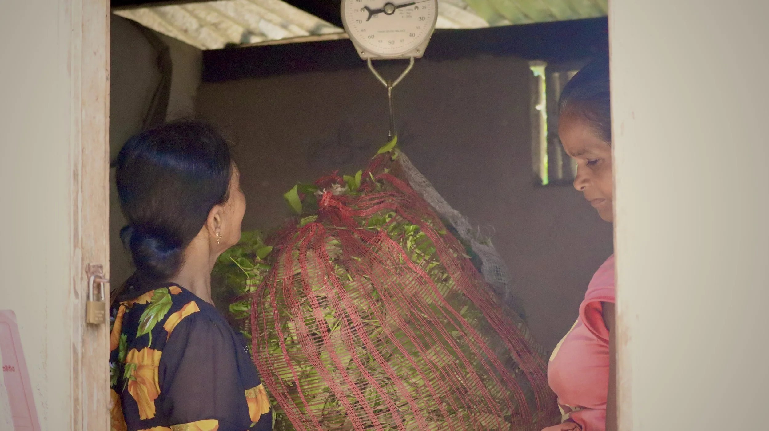 Two women are inside a small room with a large bundle of green leaves wrapped in red netting hanging from a scale. One woman, with dark hair tied back, is facing away, wearing a dark floral shirt. The other woman, with dark hair pulled to the side, i