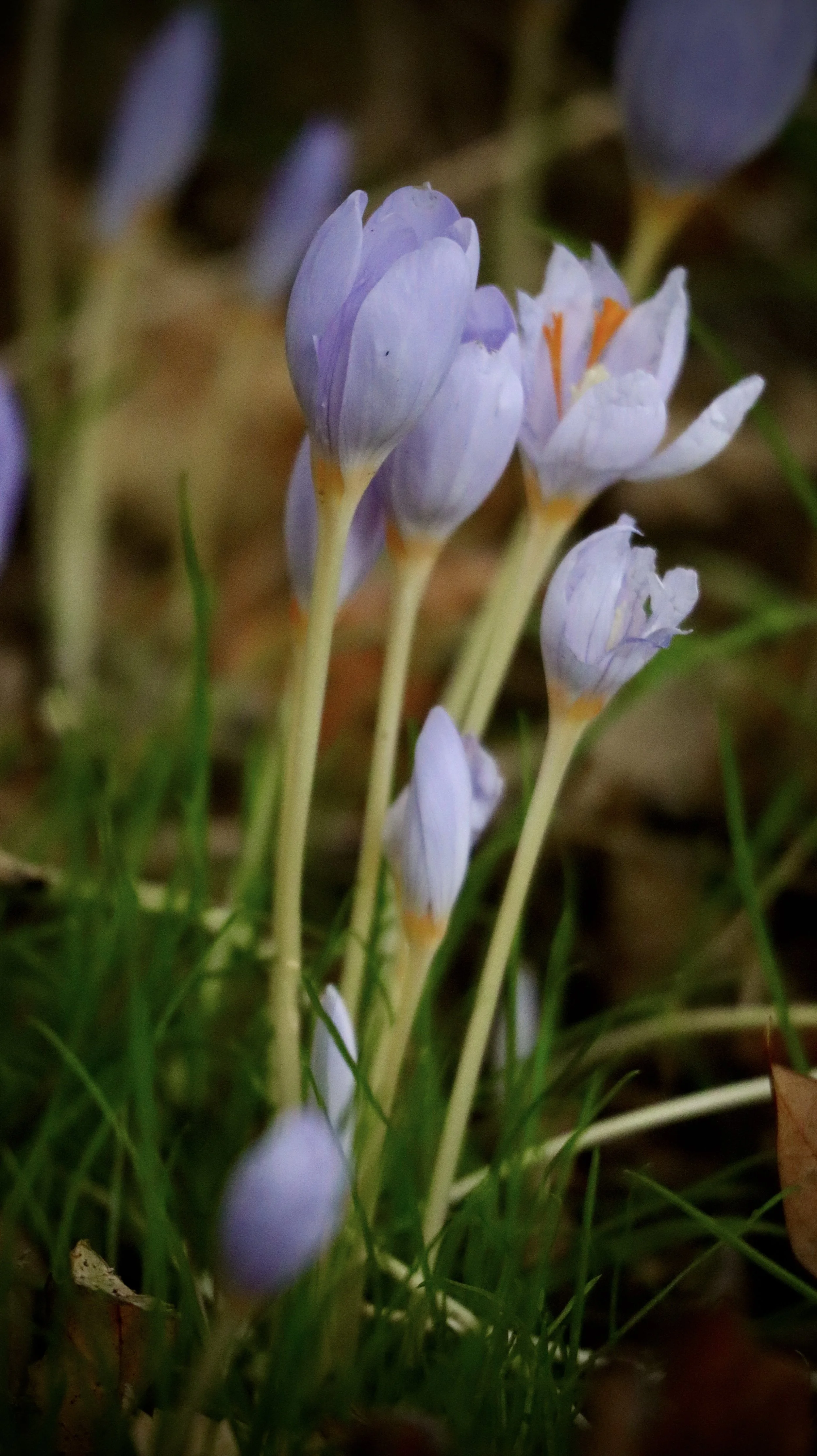 Close-up of light purple crocus flowers blooming amidst green grass and brown leaves.