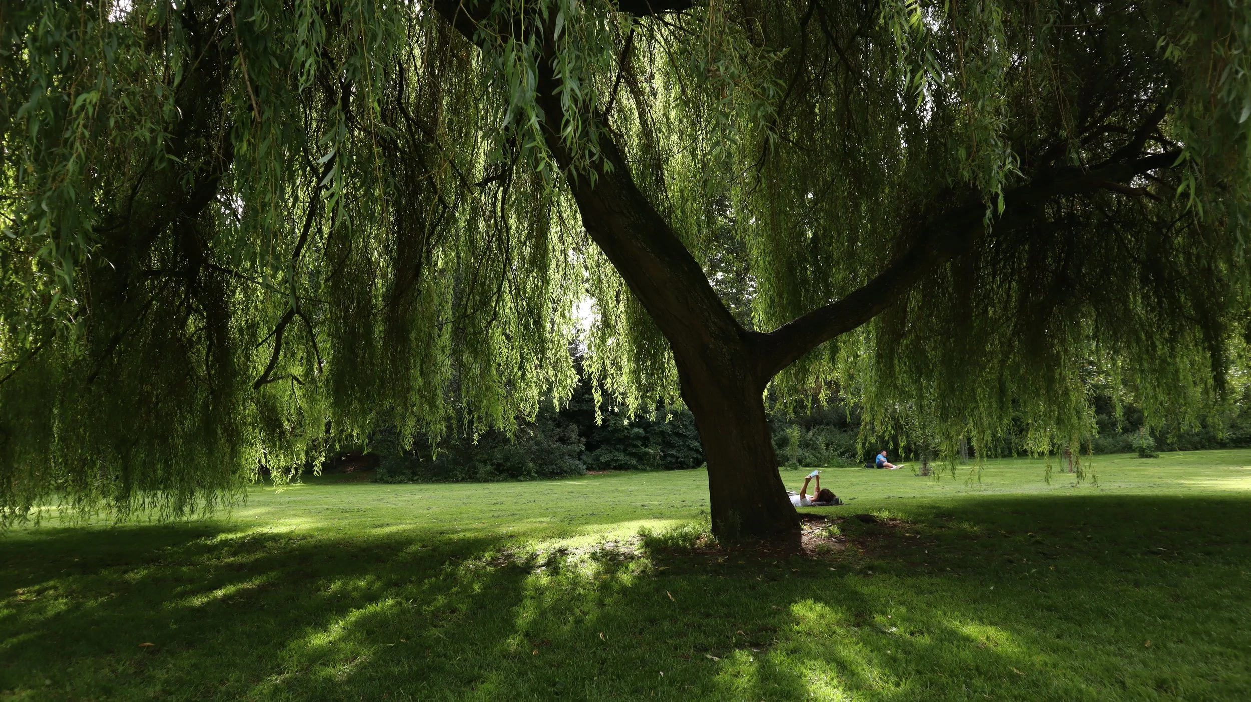 Willow tree. Christchurch, Oxford.