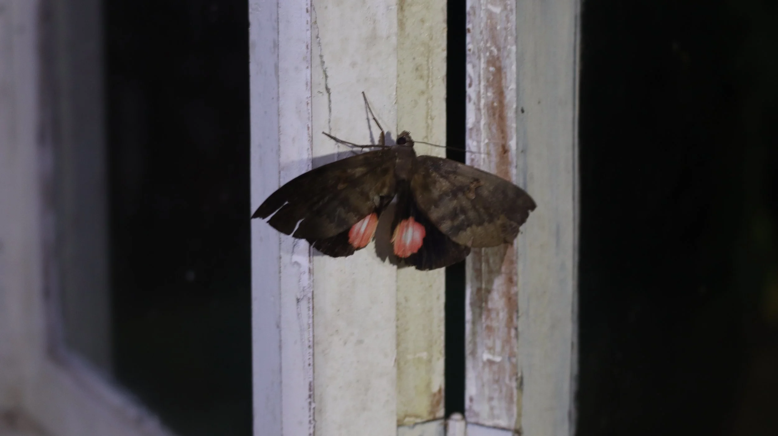 A butterfly resting on a wooden surface with black and white stripes and small reddish patches on the wings.