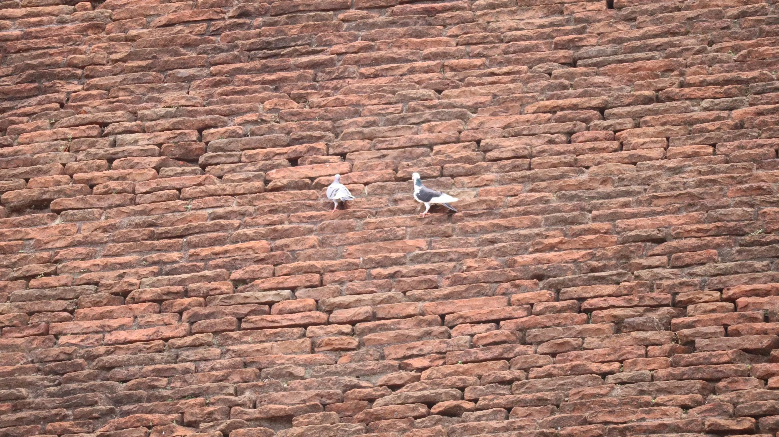 Two pigeons perched on a red brick wall.