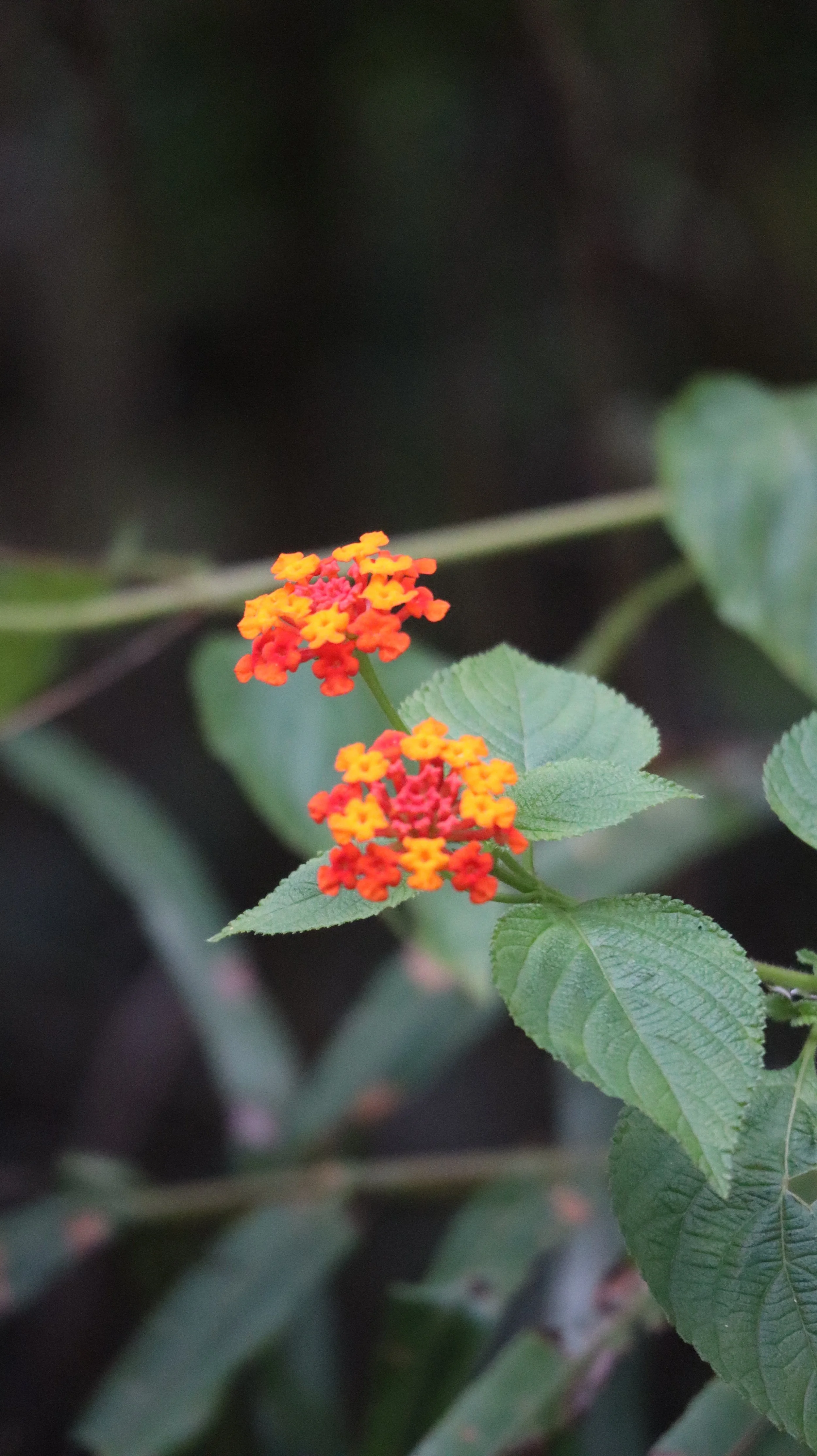 Close-up of orange and yellow lantana flowers with green leaves, out of focus background.