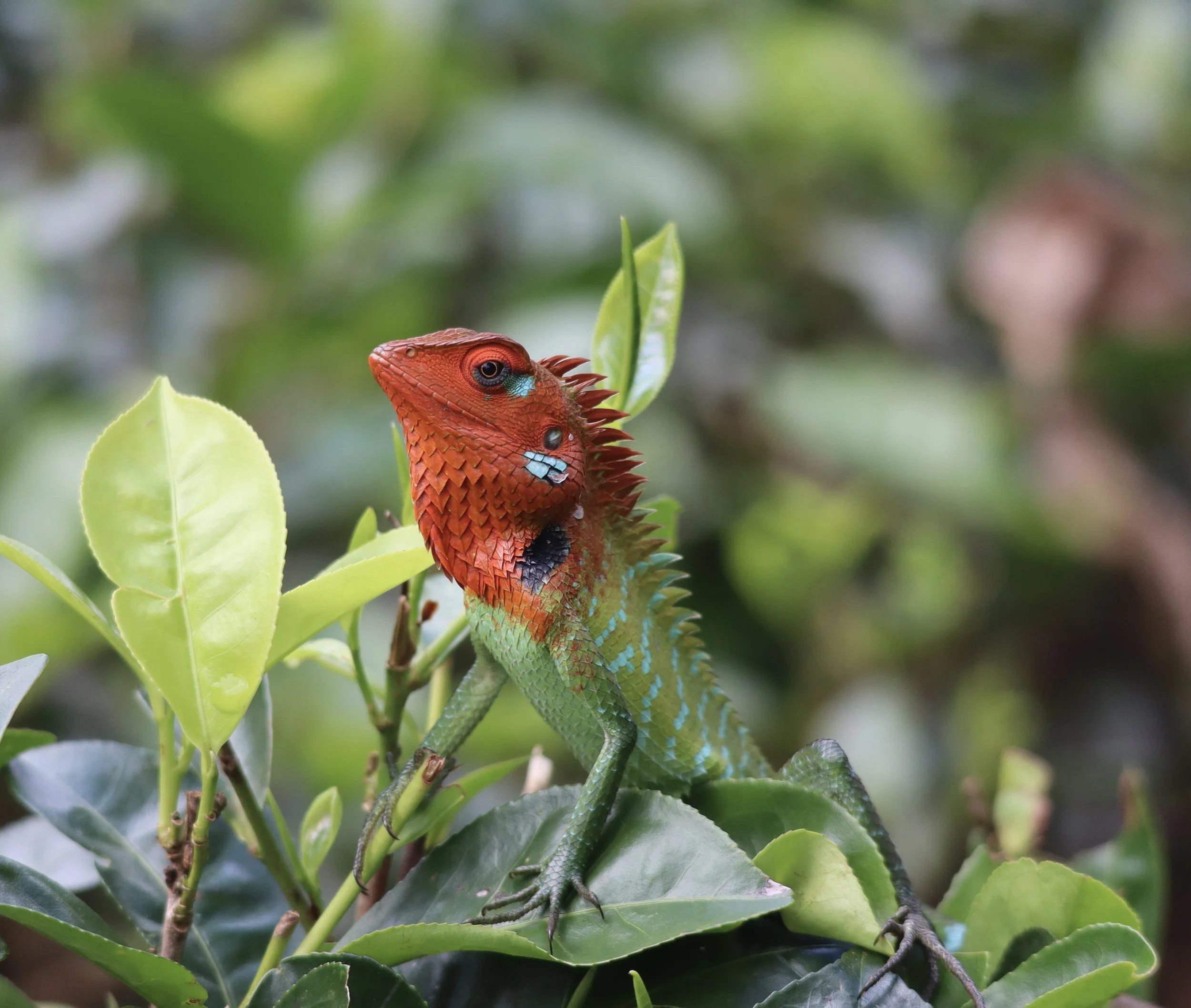 Close-up of a colorful chameleon perched on green leaves in a natural environment.