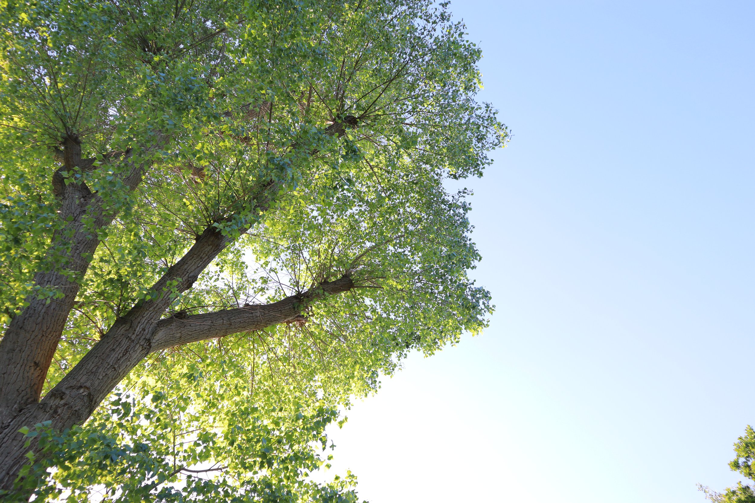 A tall tree with green leaves under a clear blue sky.