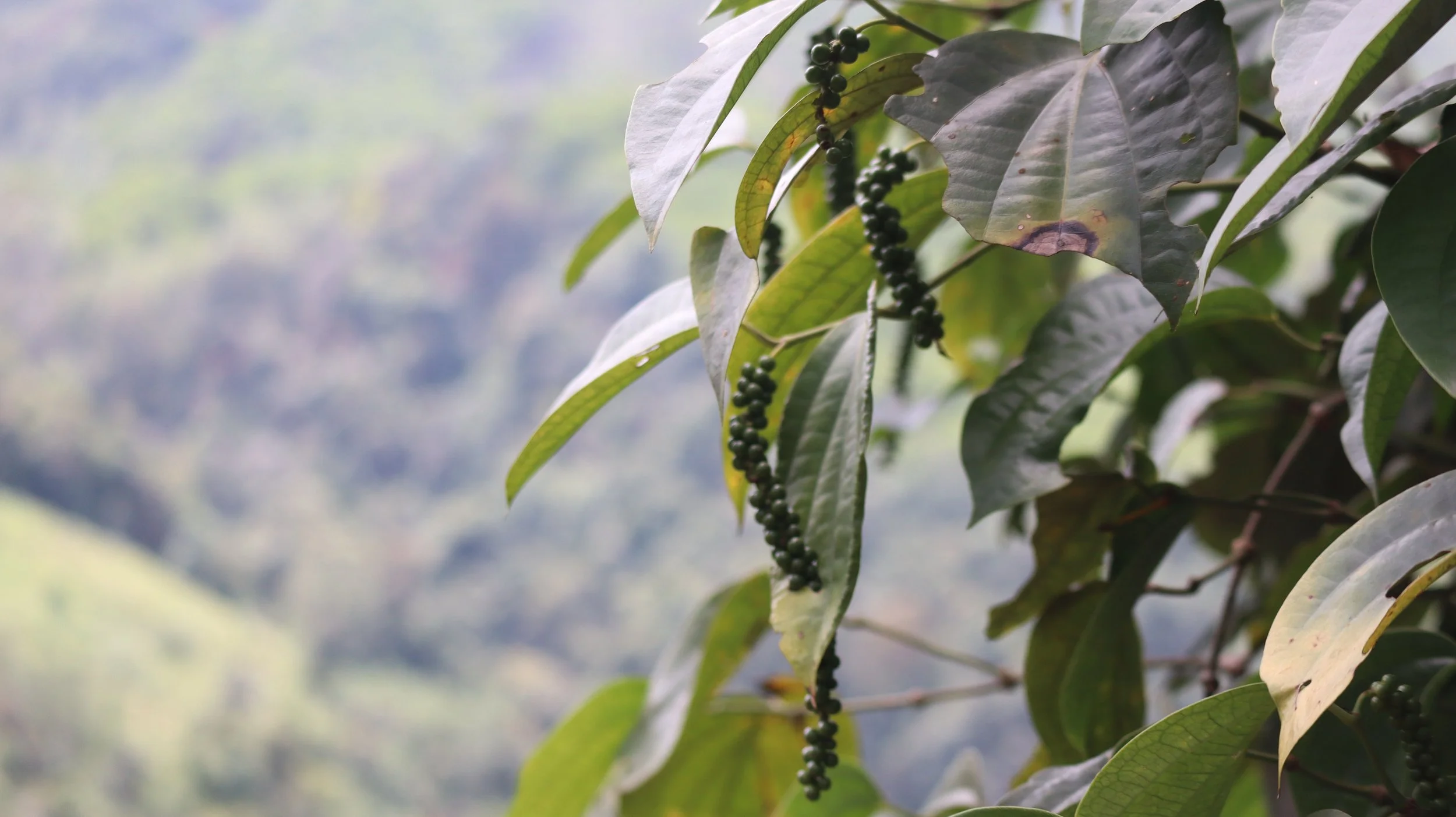 Close-up of black peppercorns hanging on a vine with green leaves, blurred background of a hilly landscape.