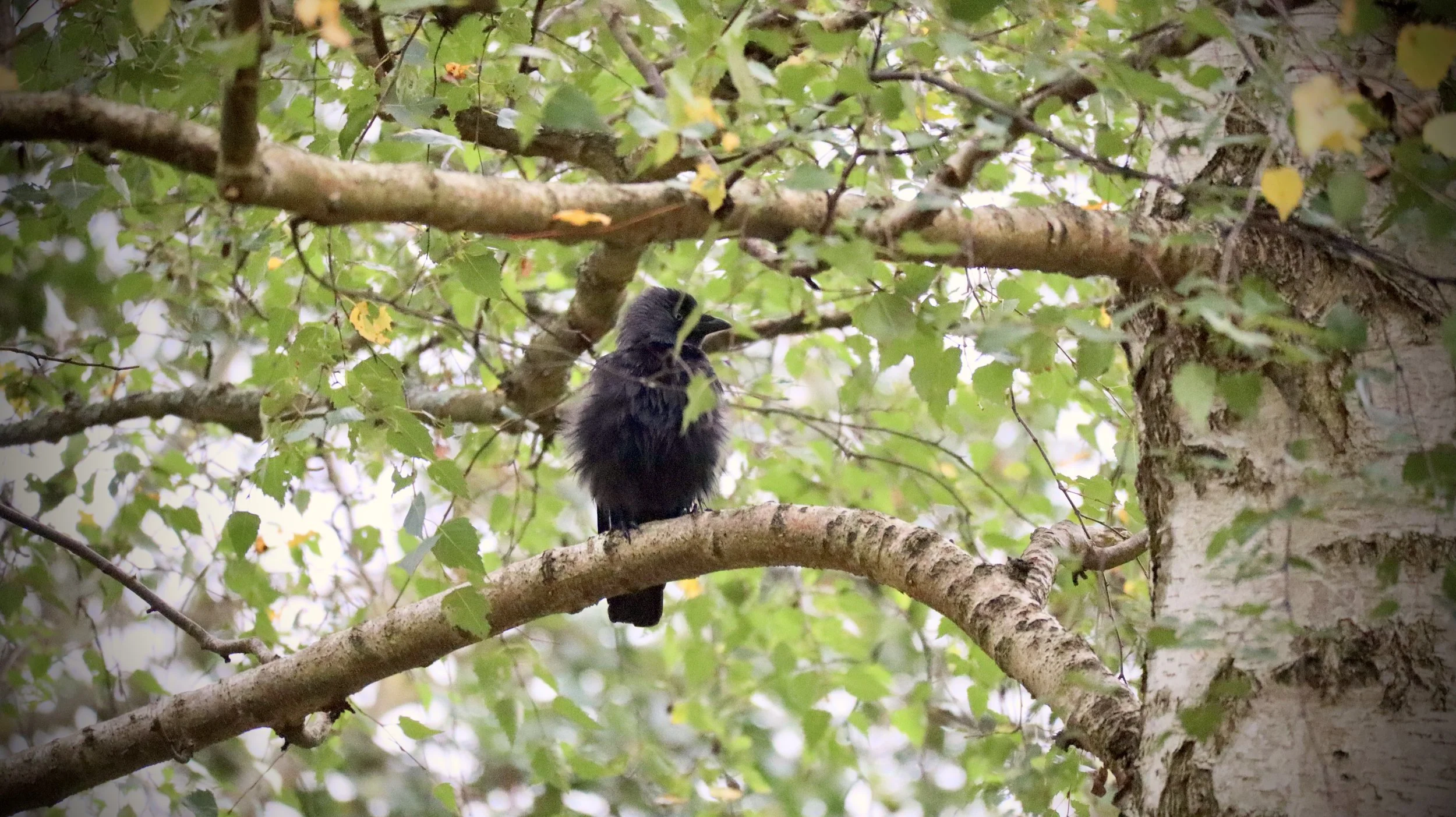 A black bird with fluffy feathers perched on a tree branch, surrounded by green leaves and branches.