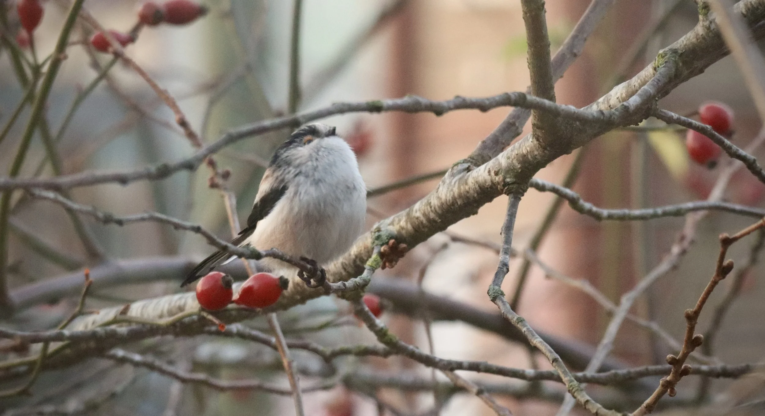 A small bird with black, white, and gray feathers perched on a thin tree branch with red berries, surrounded by intertwining branches and blurred background