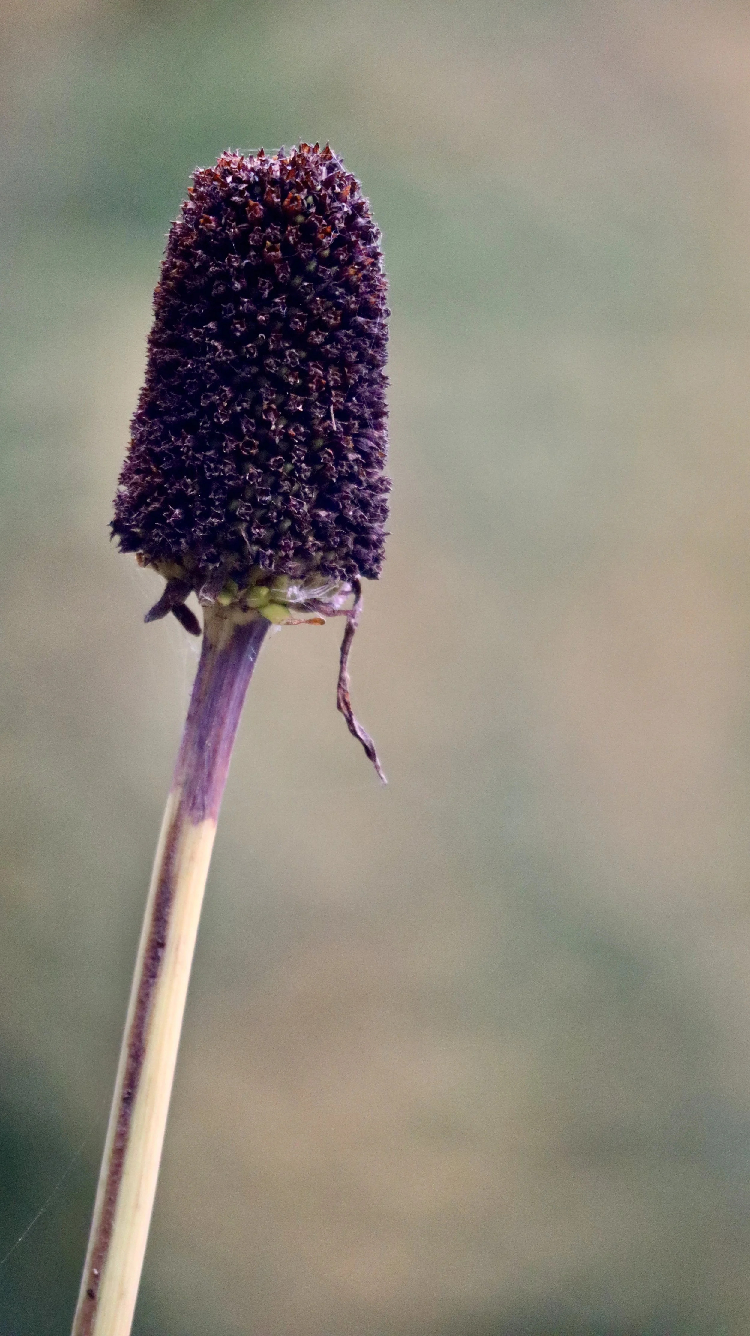 Close-up of a tall purple flower with a cylindrical shape, on a thin stem, with a blurred green and beige background.