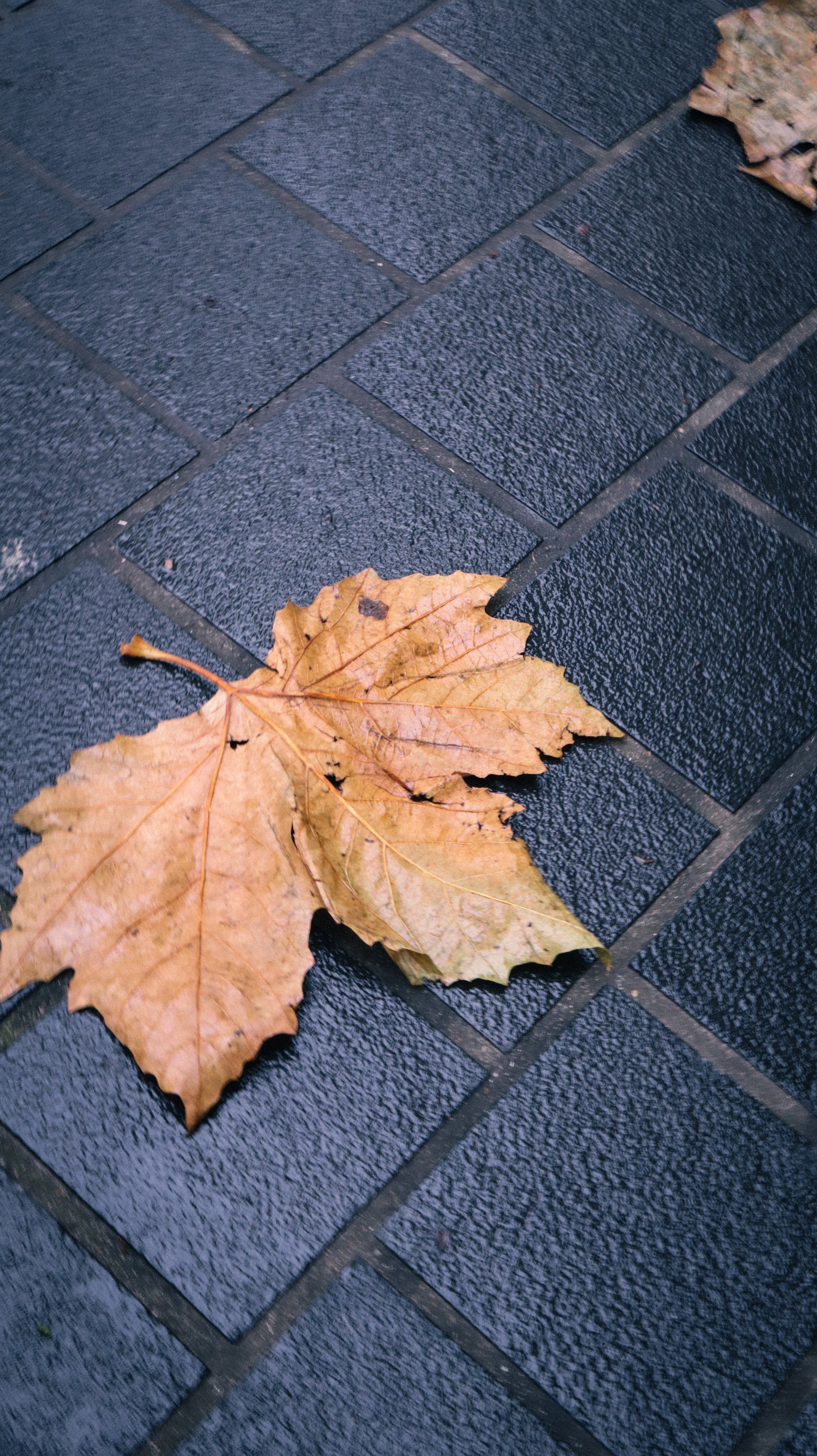 A single dry, brown, autumn maple leaf on a wet, black, brick sidewalk.