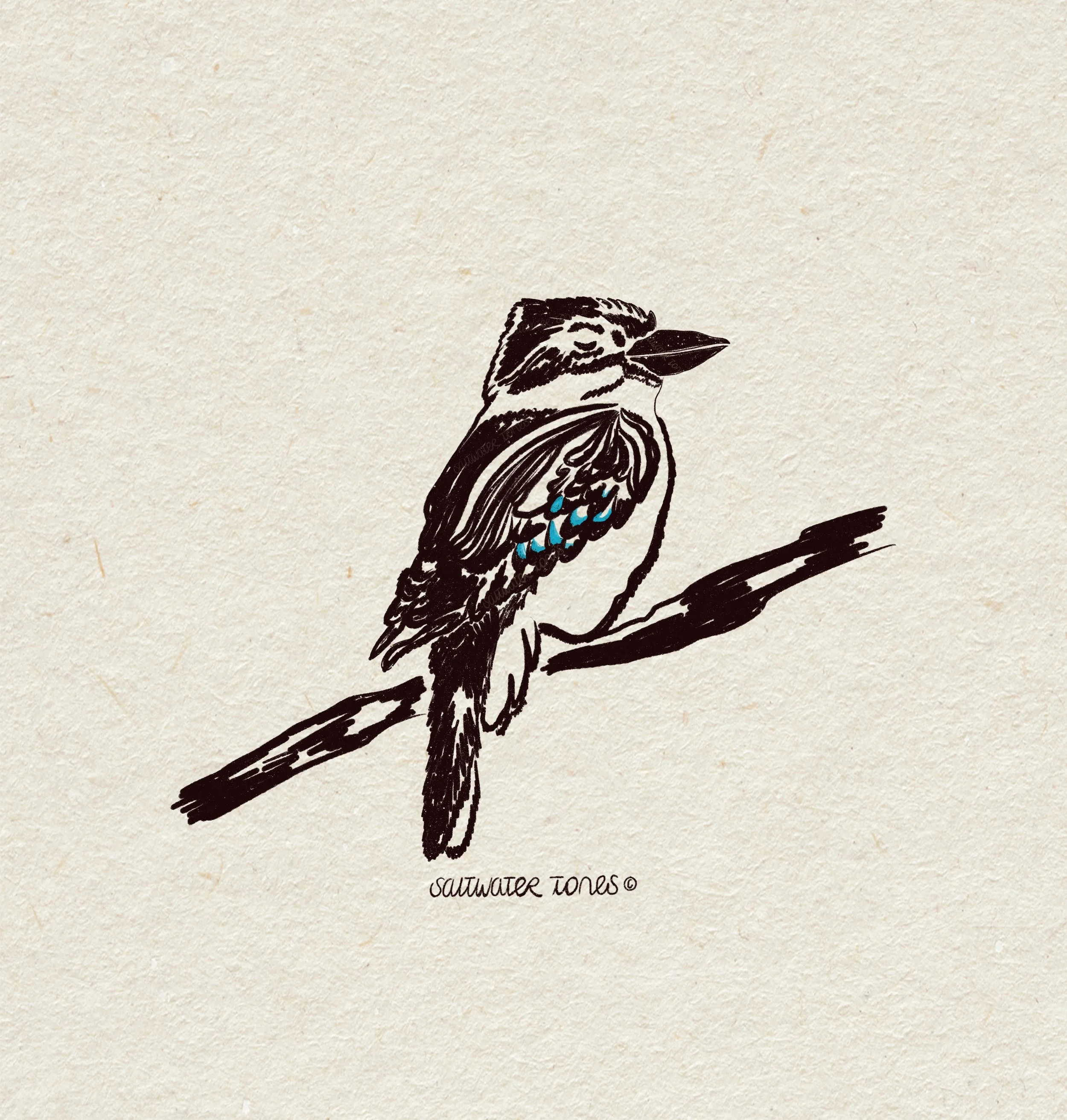 Kookaburras are just magnificent.

#birdart #australiaart #birdillustration #surfculture #smallartists