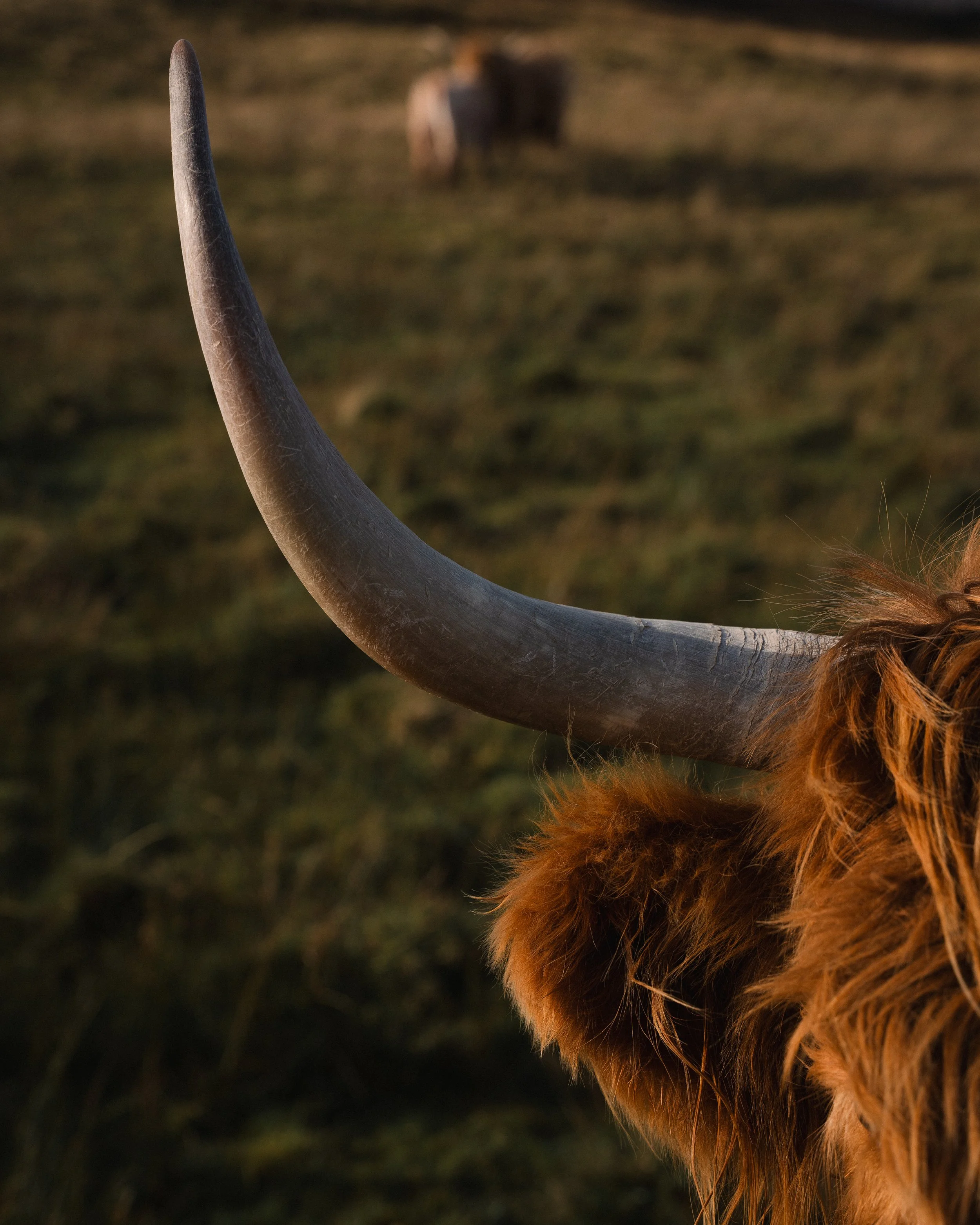 Isle of Skye -5.jpg